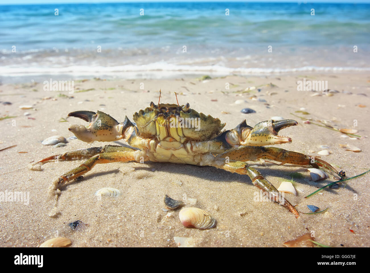 crab on the sand Stock Photo - Alamy