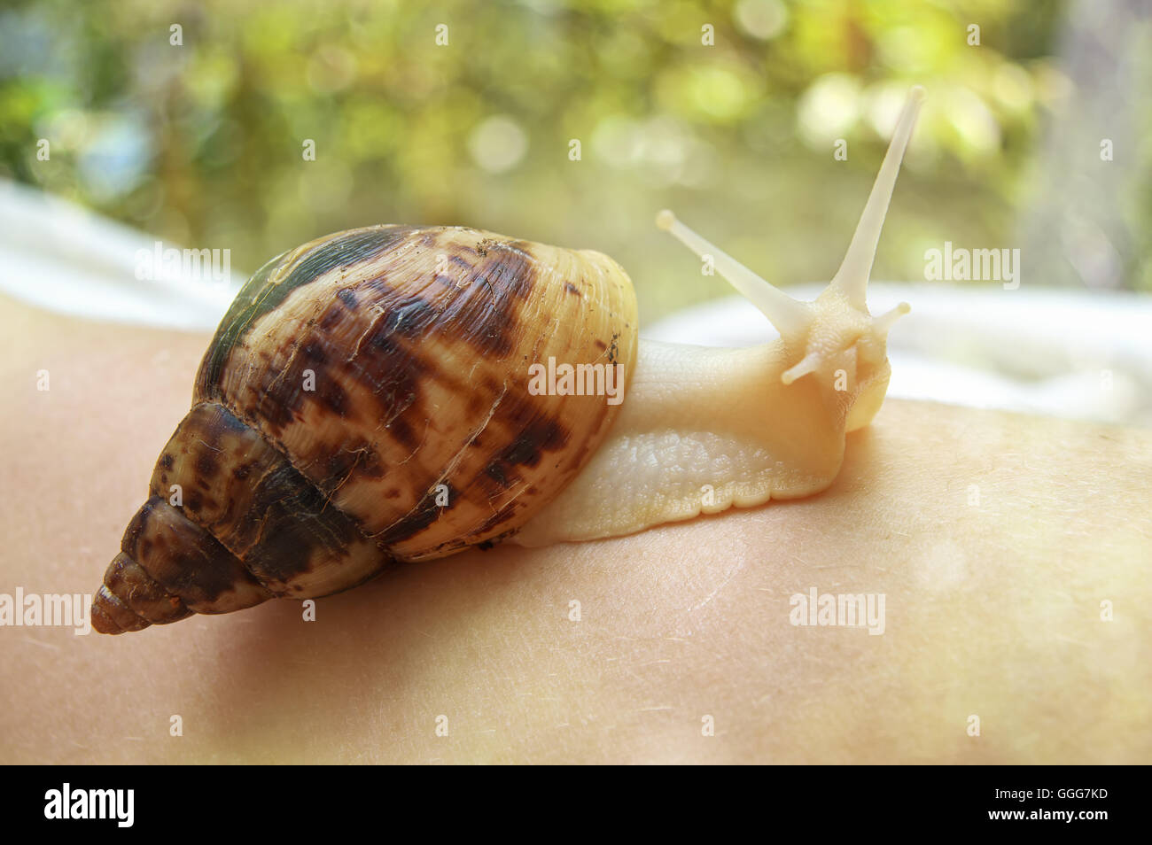 Achatina snail on spa procedure Stock Photo