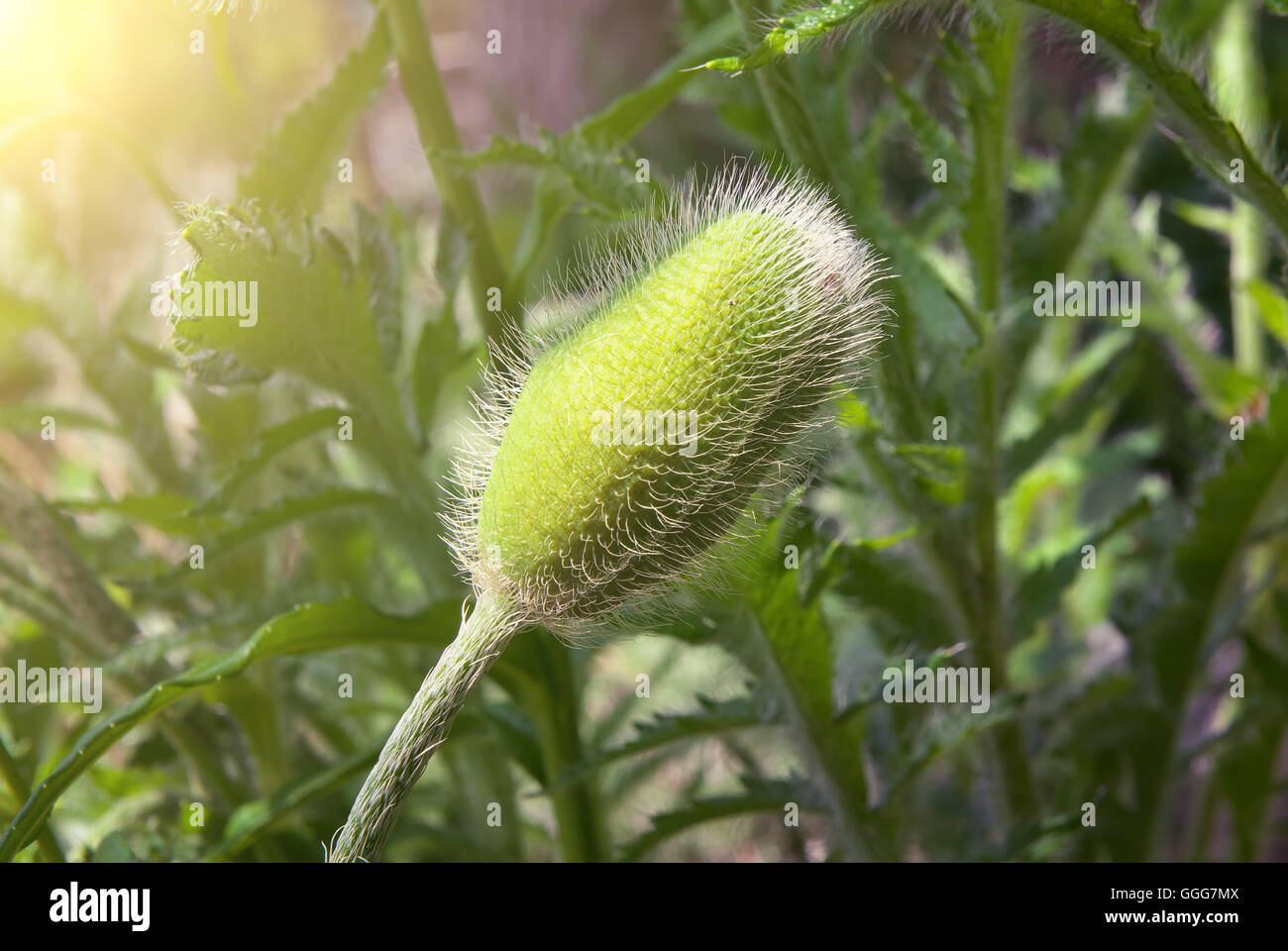 poppy bud closeup Stock Photo Alamy