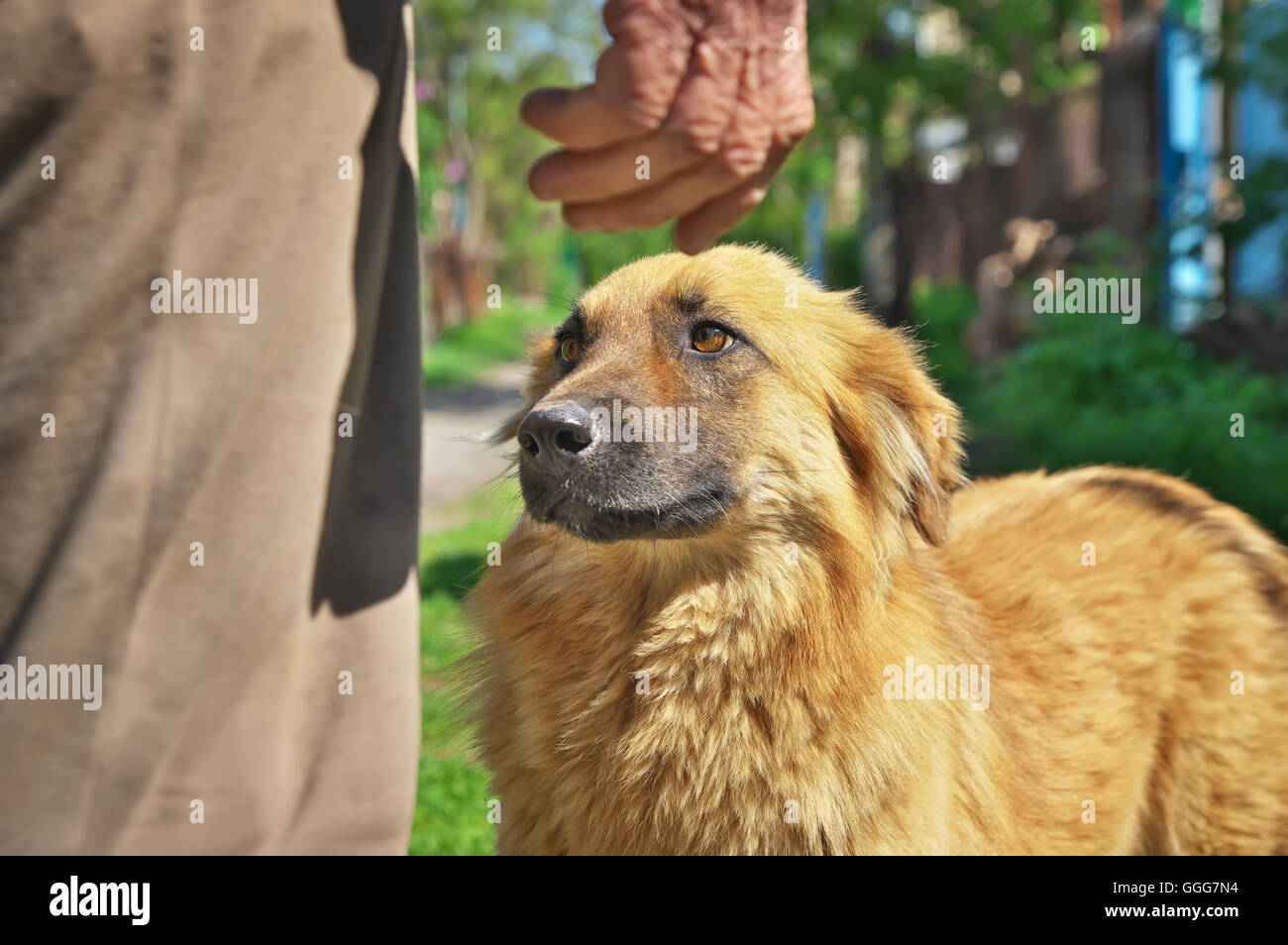 devoted dog Stock Photo