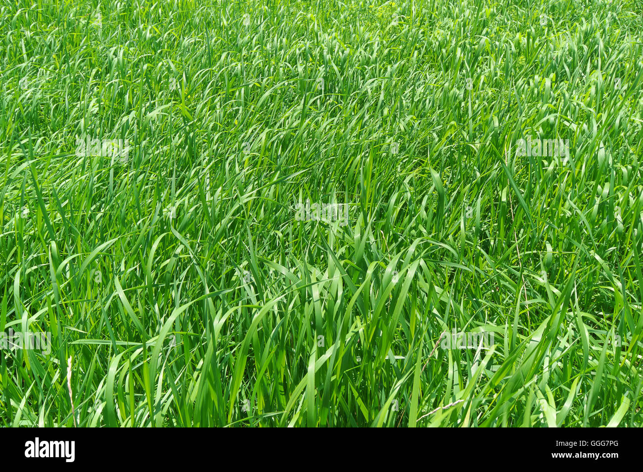 Natural green grass texture hi-res stock photography and images - Alamy