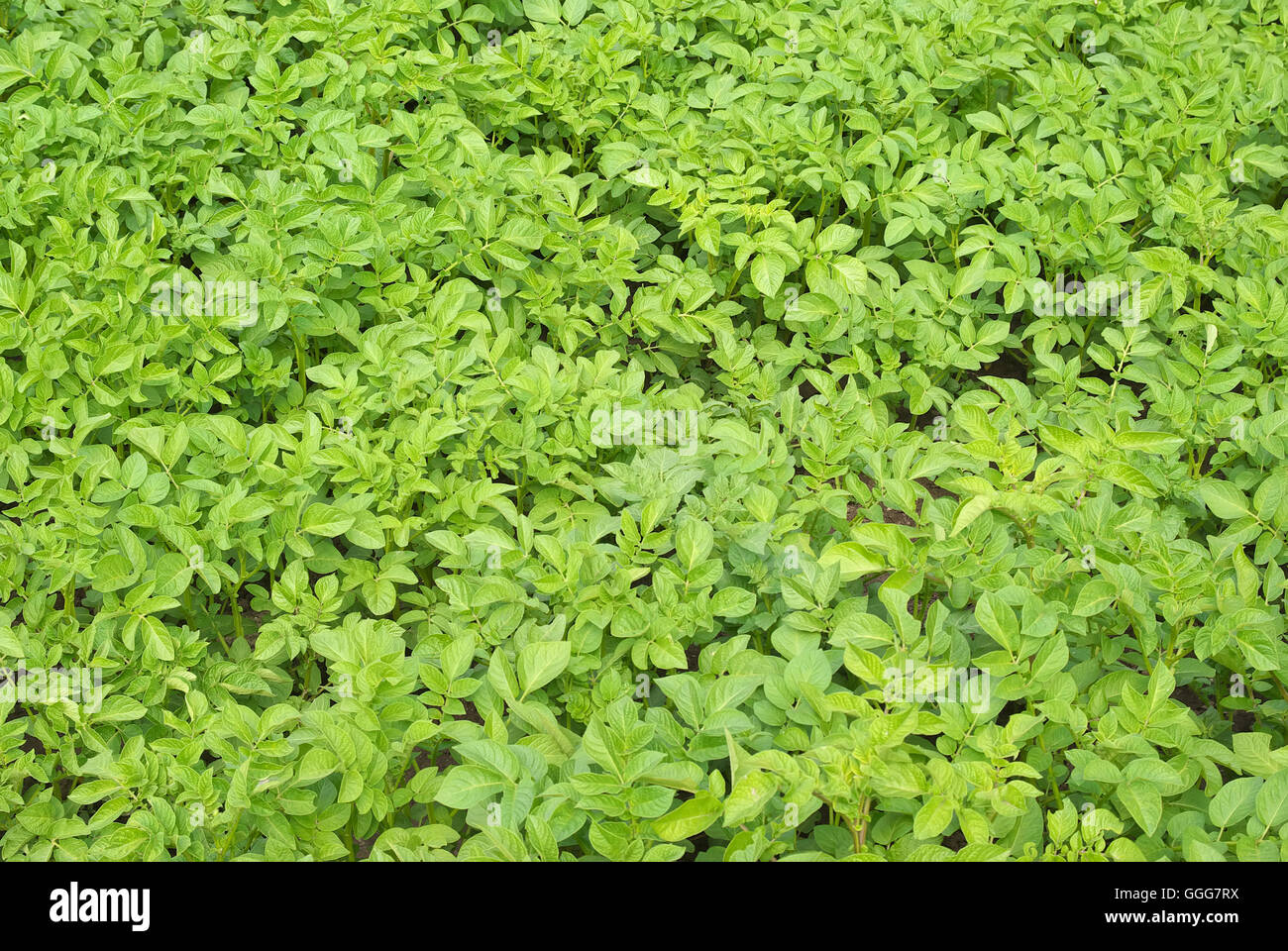 Potato texture hi-res stock photography and images - Alamy
