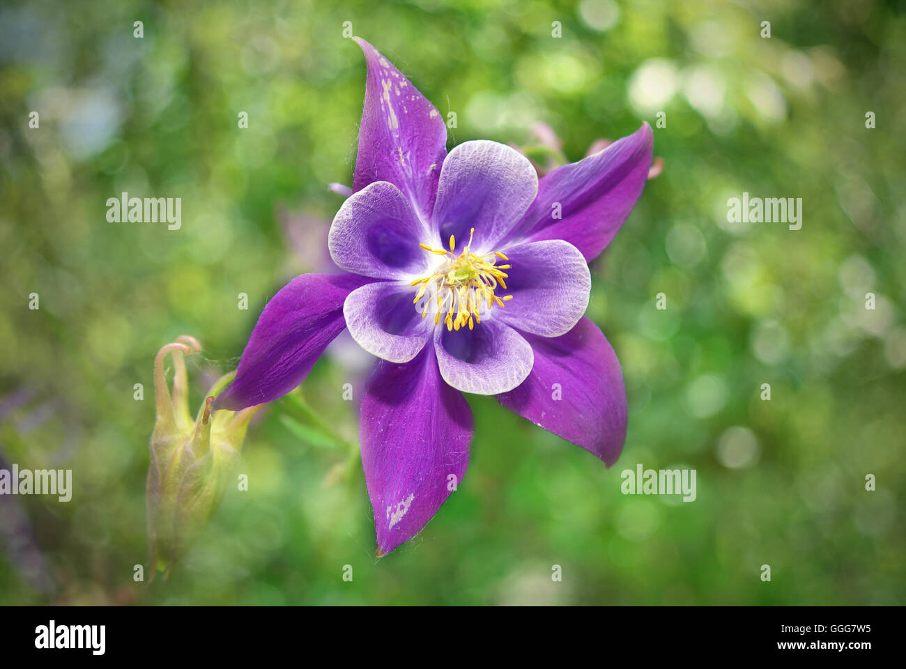Beautiful purple columbine flower. Flower in the garden Stock Photo - Alamy