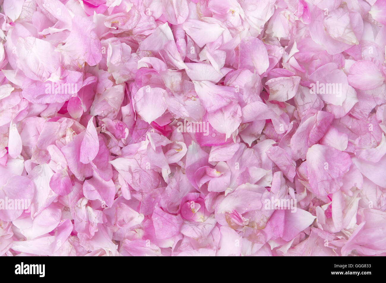 Petals of a pink rose texture. Element of design Stock Photo