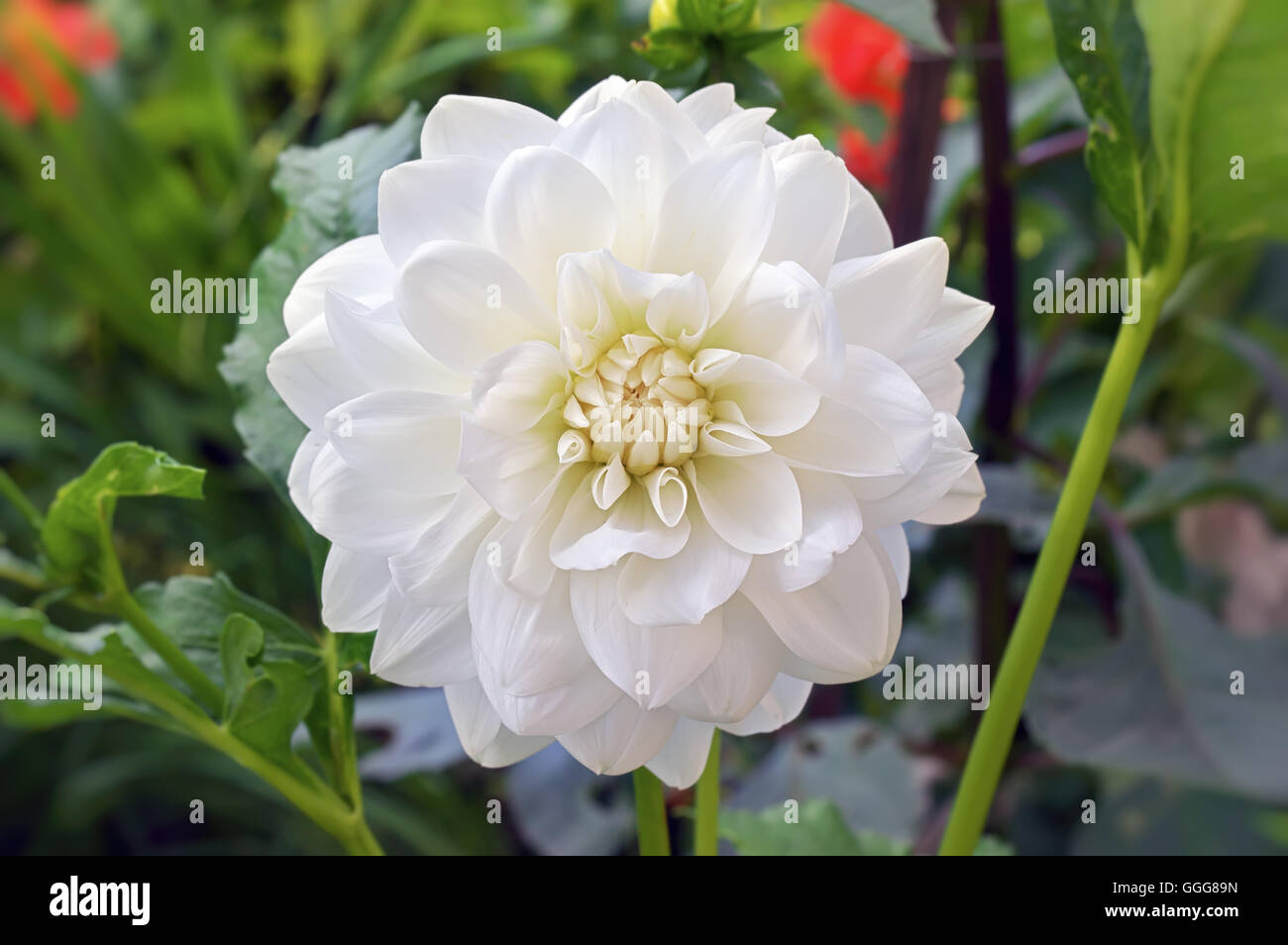 Beautiful white flower dahlia. Flower in the garden Stock Photo