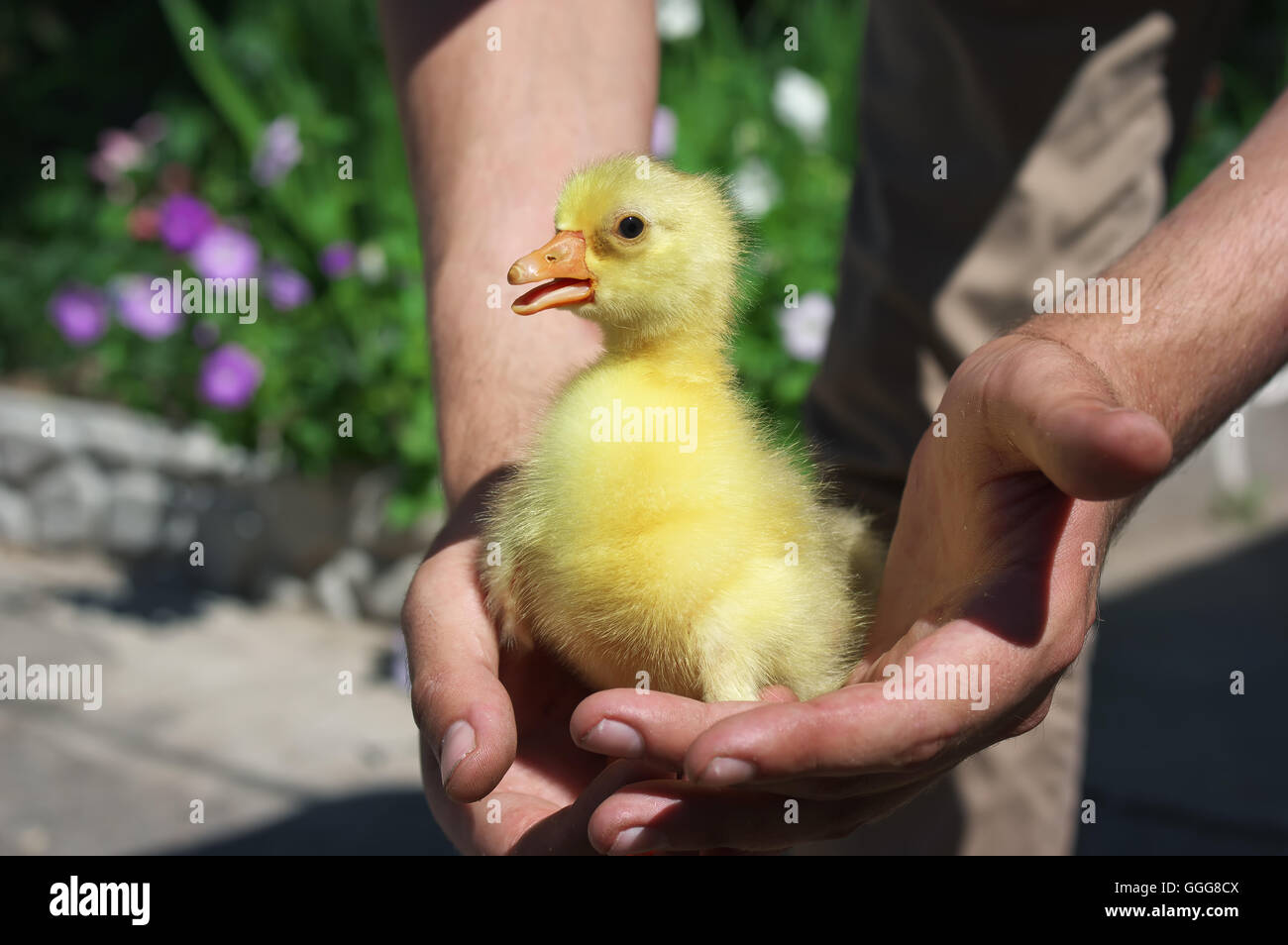 https://c8.alamy.com/comp/GGG8CX/little-young-yellow-duck-sitting-in-hands-GGG8CX.jpg