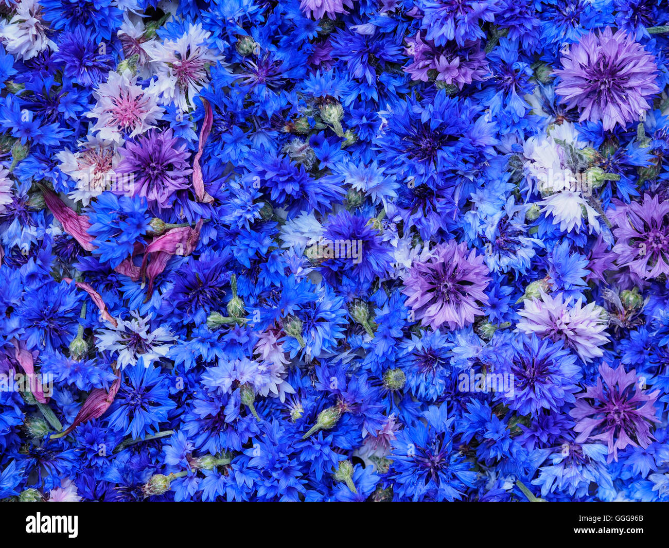 top view blue cornflower basket background texture Stock Photo