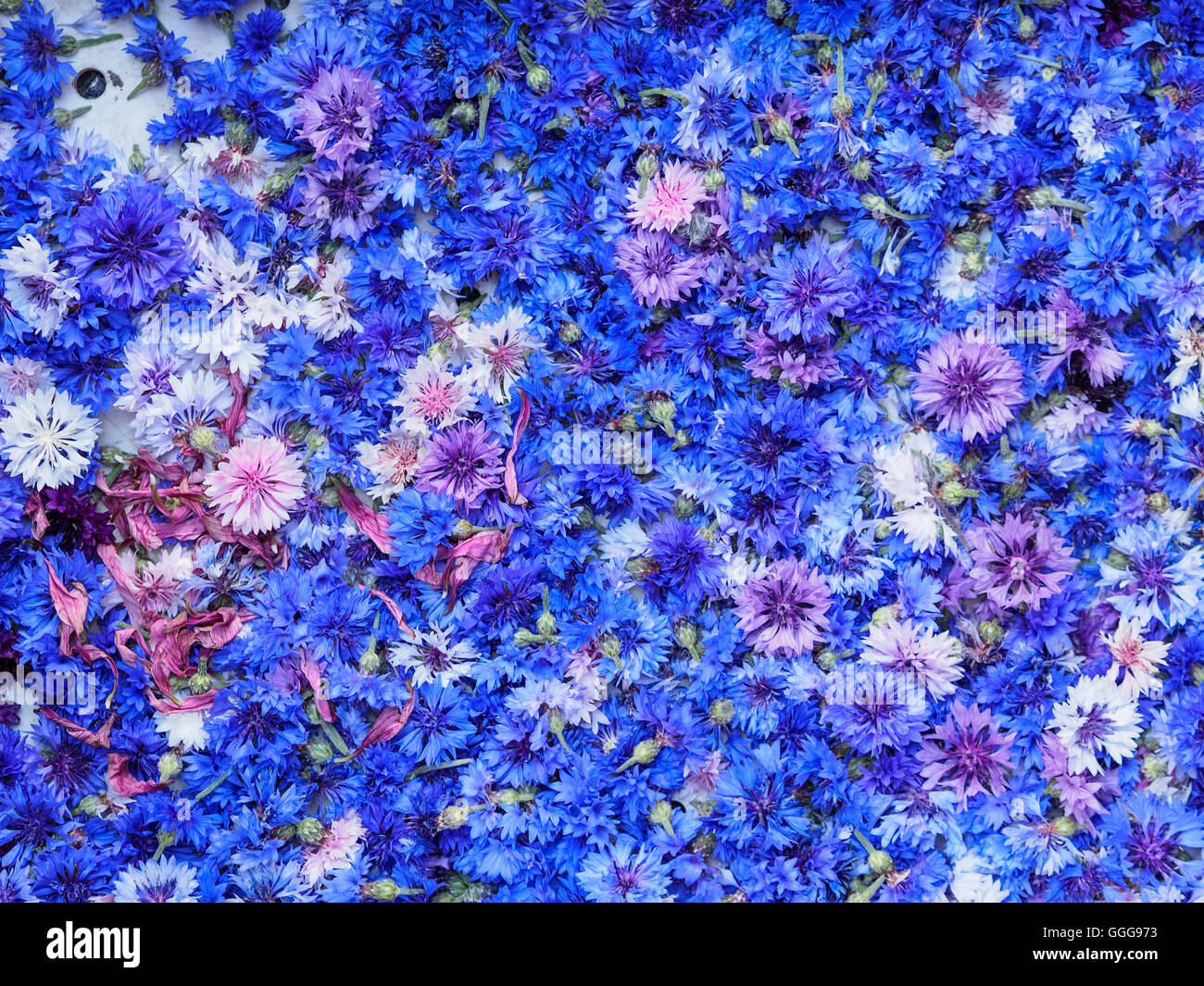 top view blue cornflower basket background texture Stock Photo