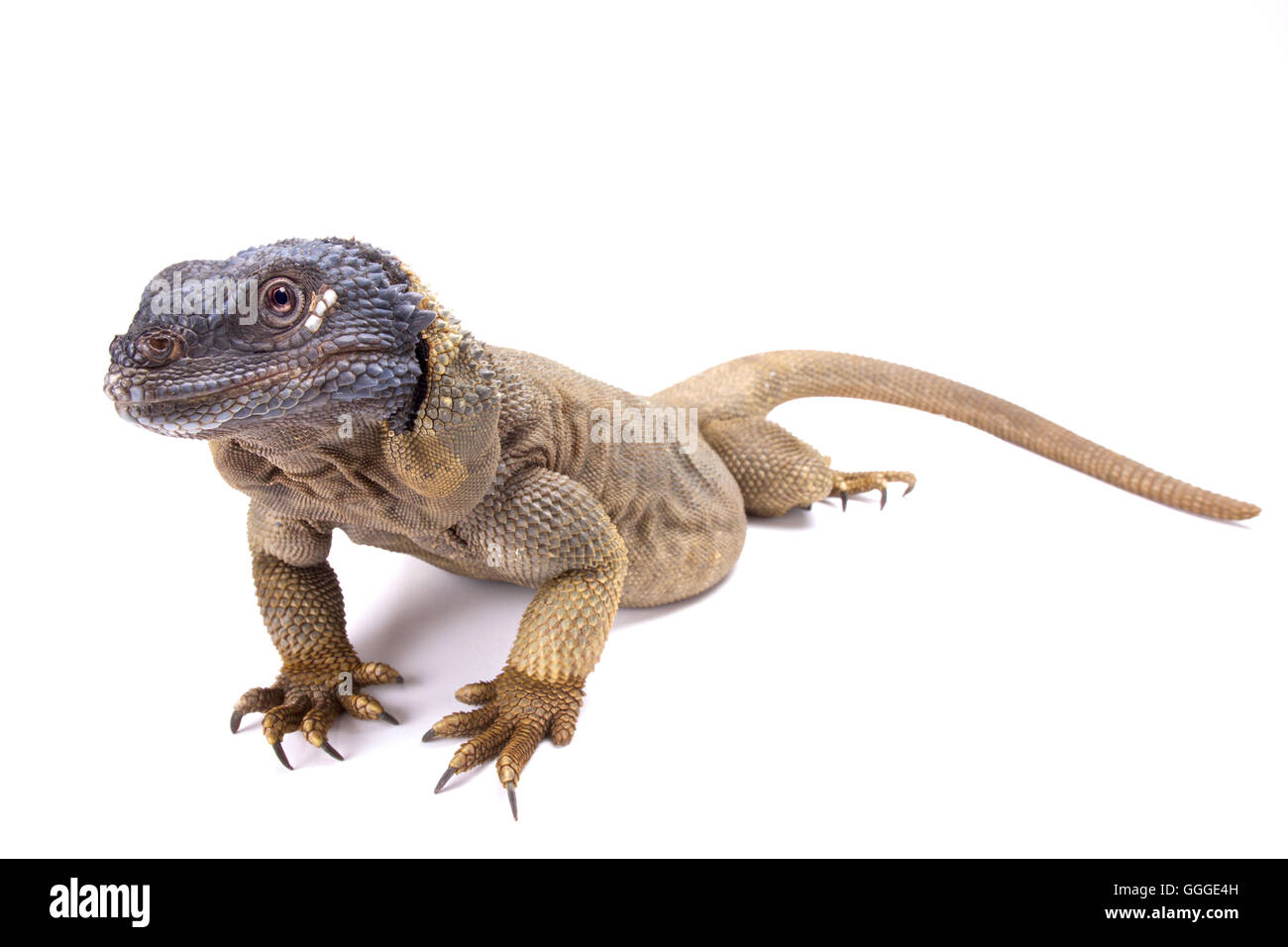 Angel Island chuckwalla (Sauromalus hispidus Stock Photo - Alamy