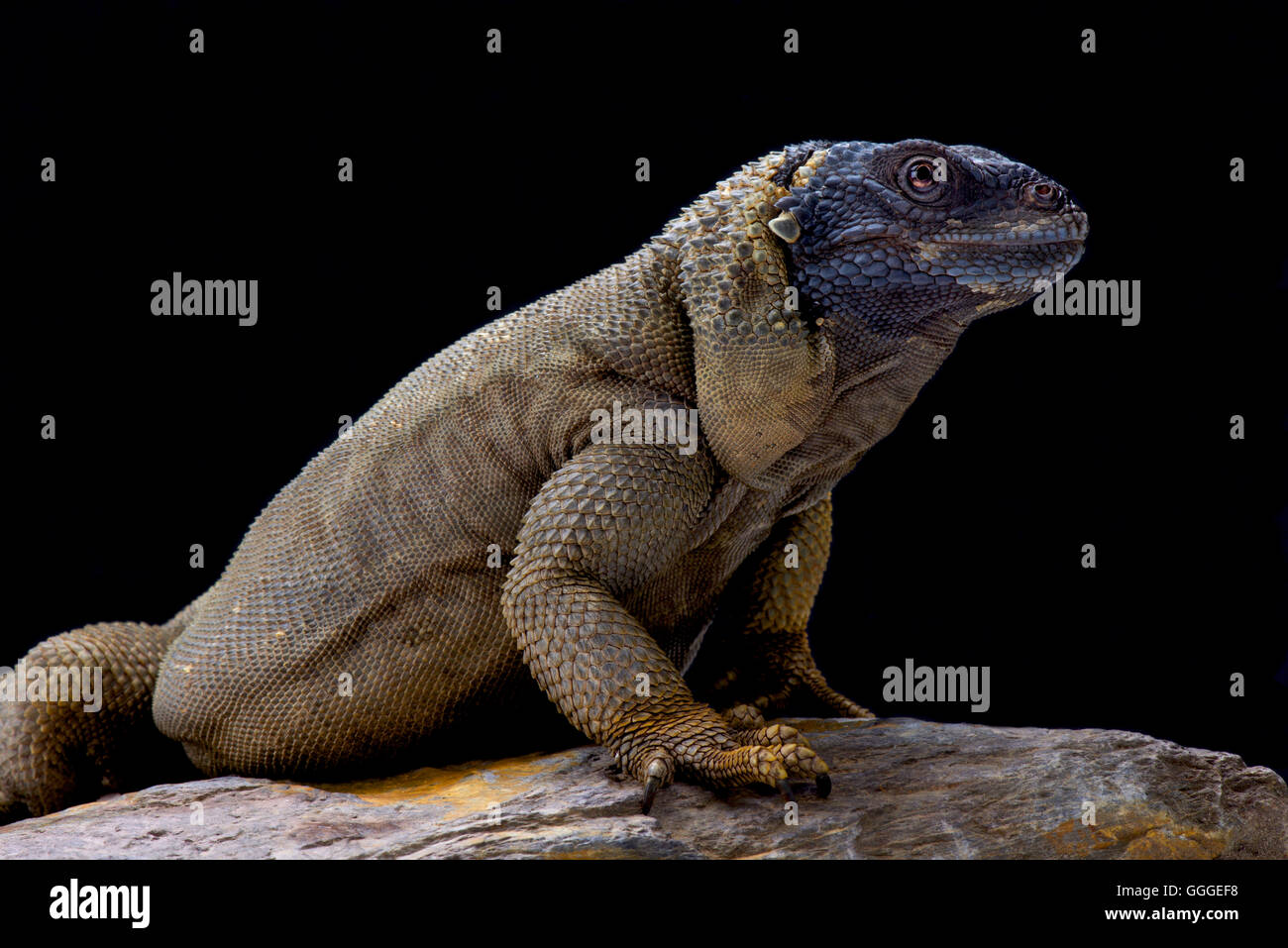 Angel island chuckwalla hi-res stock photography and images - Alamy