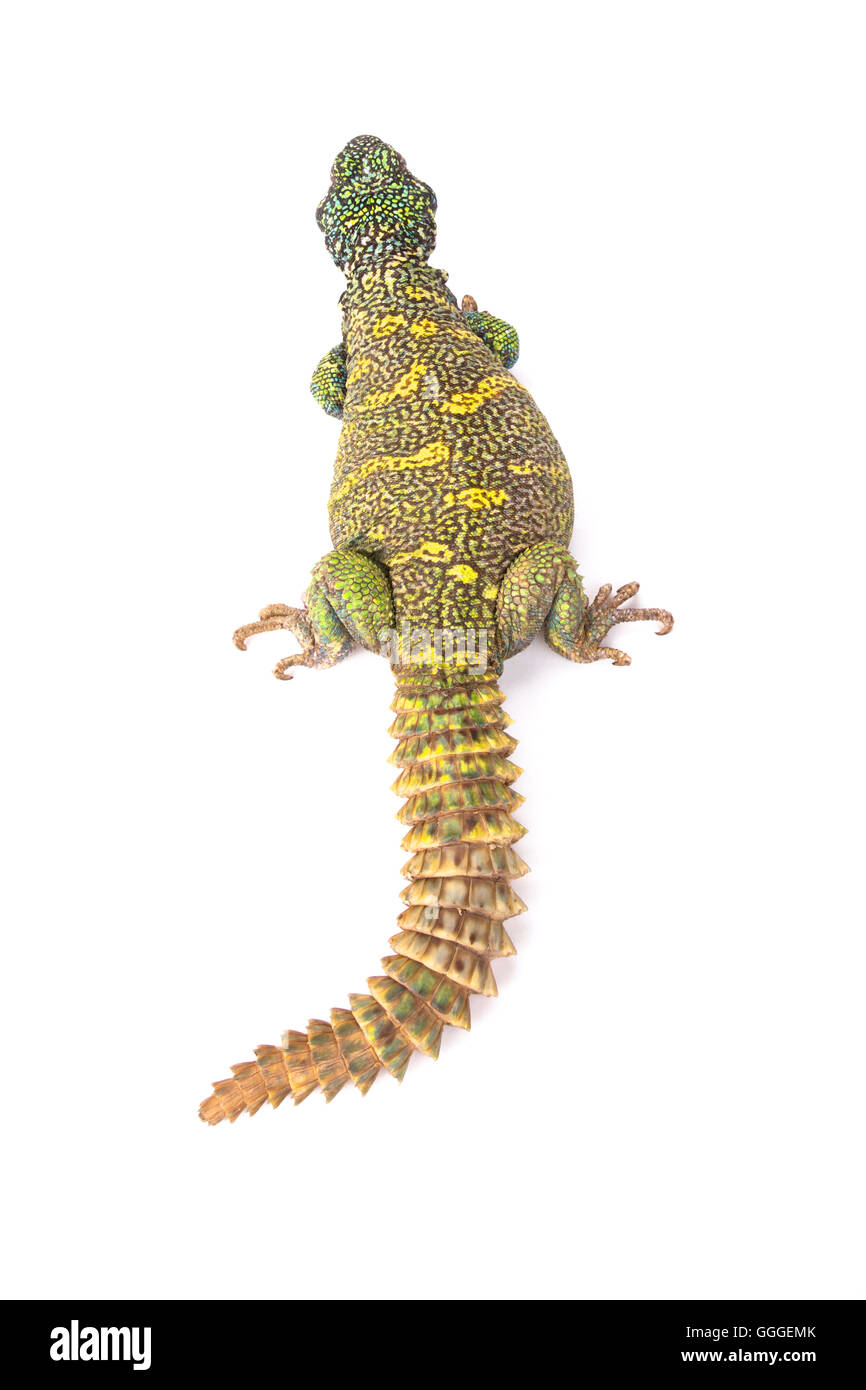 Ornate spiny-tailed lizard  (Uromastyx ornata ornata) Stock Photo