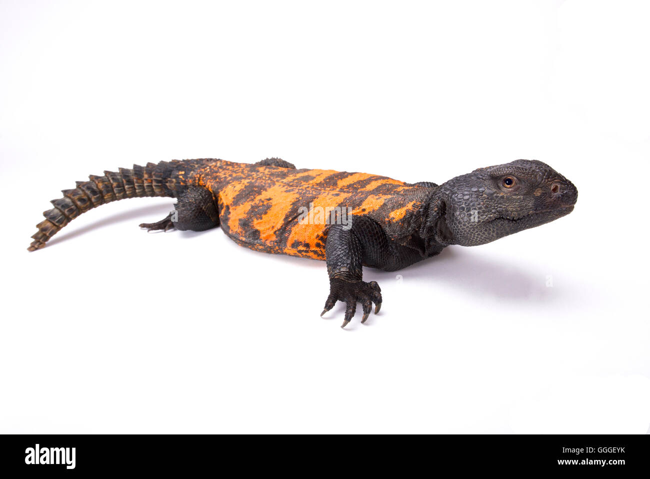 South Saharan spiny-tailed lizard (Uromastyx flavifasciata) Stock Photo
