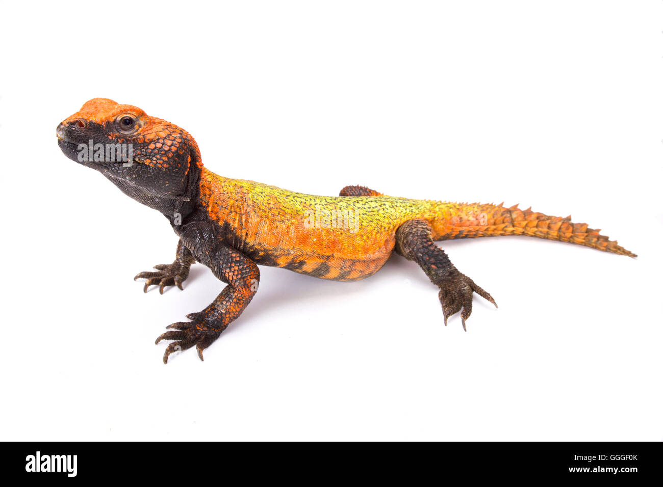 North African Spiny-tailed Lizard  (Uromastyx acanthinura) Stock Photo