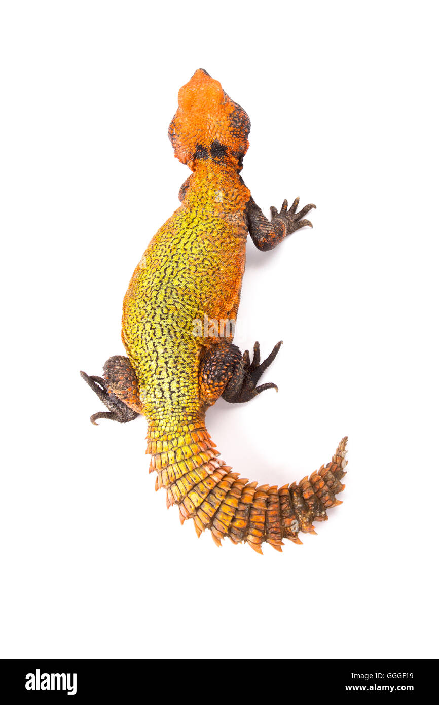 North African Spiny-tailed Lizard  (Uromastyx acanthinura) Stock Photo
