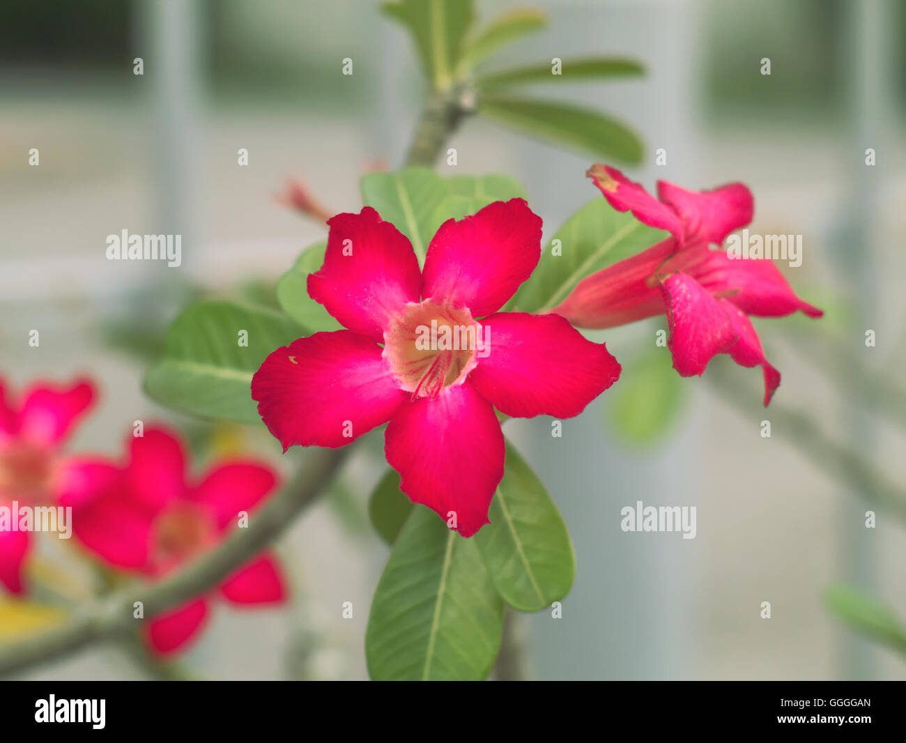 Mock Azalea Mock azalea hi-res stock photography and images - Alamy
