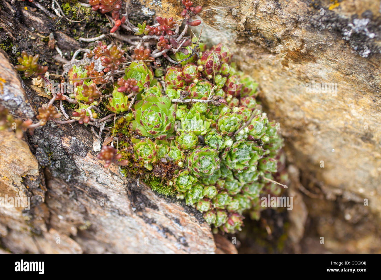 botany, small houseleek (Sempervivum), in South Tyrol, Additional-Rights-Clearance-Info-Not-Available Stock Photo