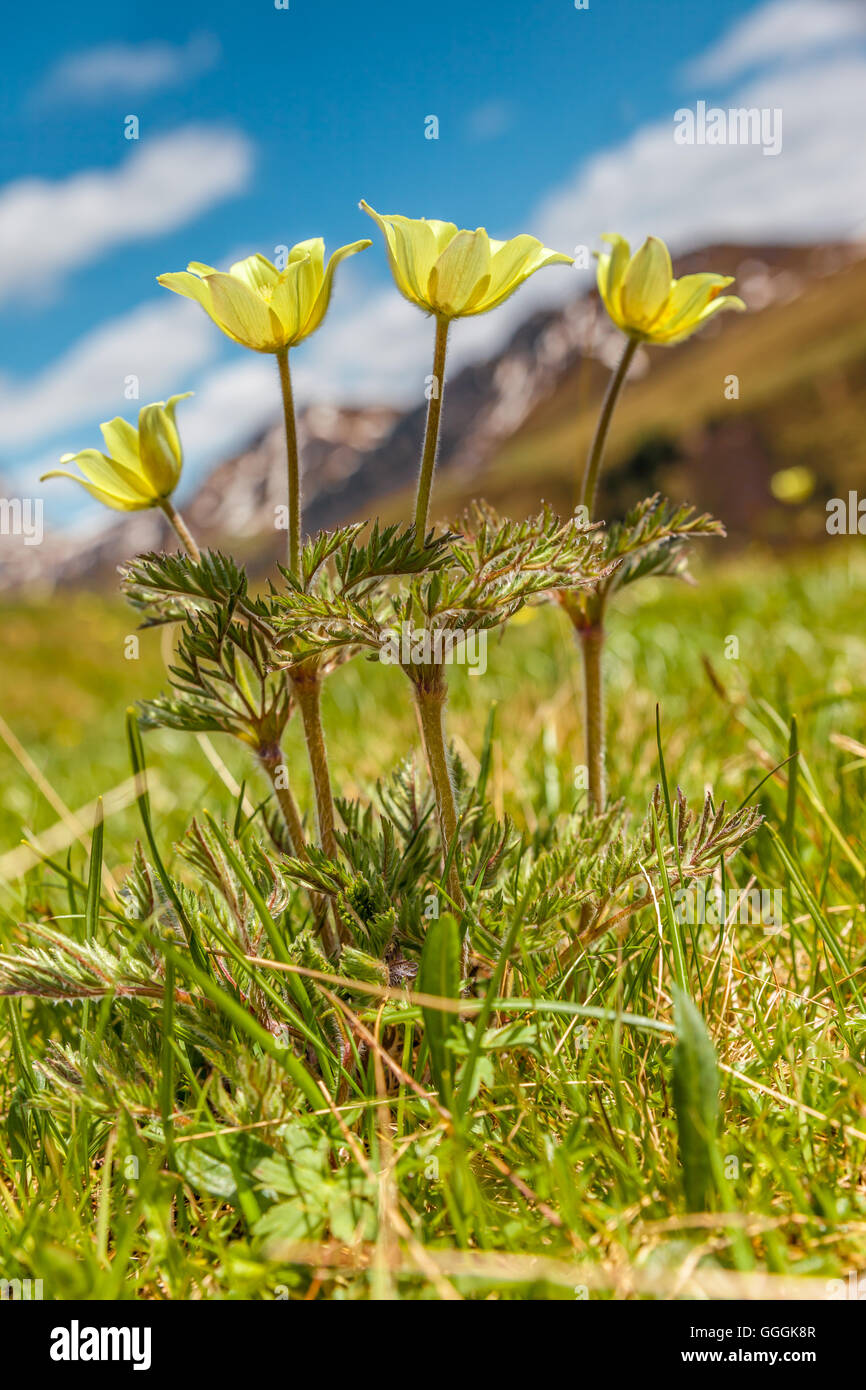 botany, narcissus-flowered anemone (anemone narcissiflora) on the Seiser mountain pasture in the June, South Tyrol, Italy, Additional-Rights-Clearance-Info-Not-Available Stock Photo