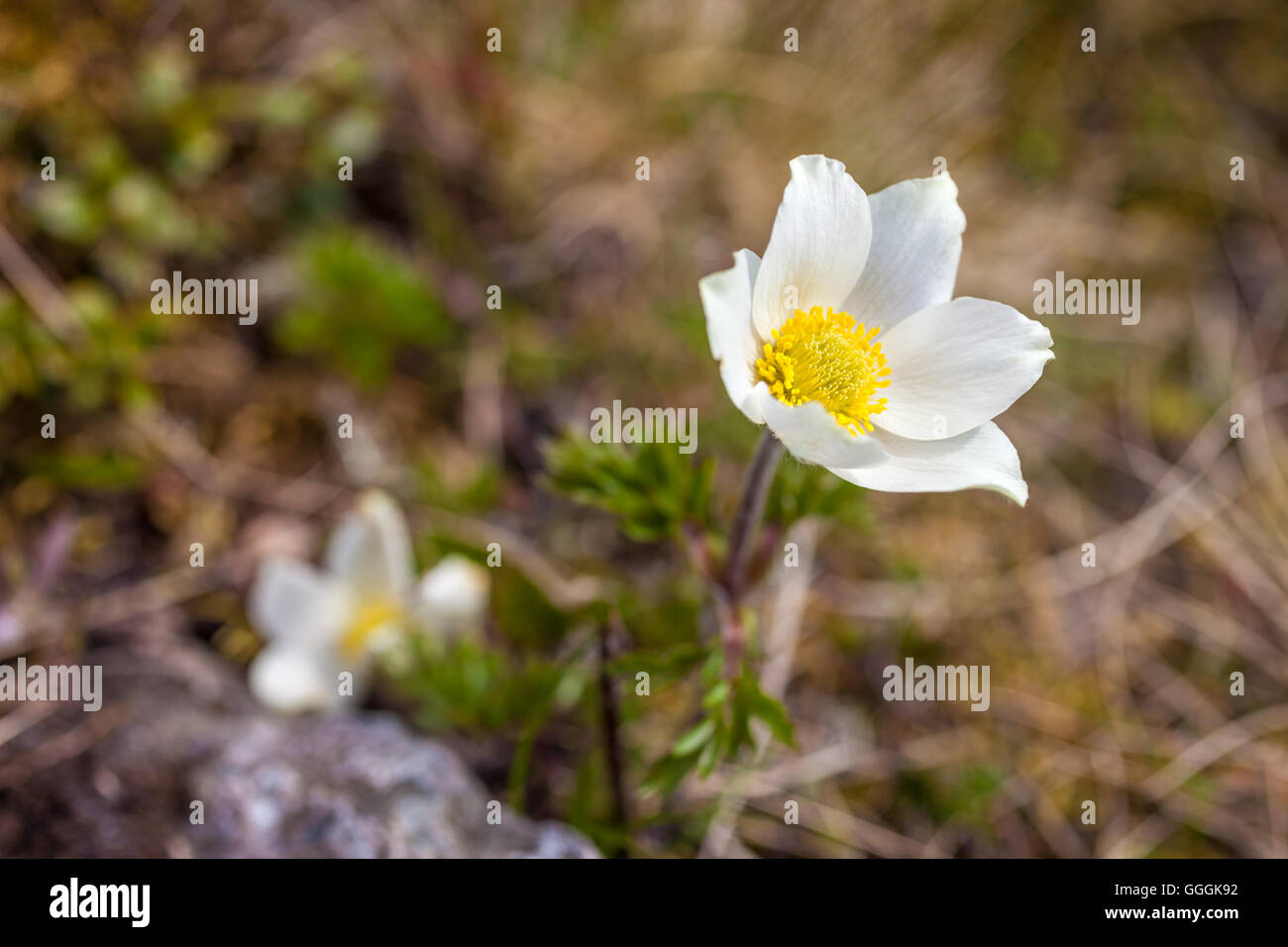 botany, narcissus-flowered anemone (anemone narcissiflora) in the Knuttental, Rein in Taufers, Reintal, South Tyrol, Italy, Additional-Rights-Clearance-Info-Not-Available Stock Photo