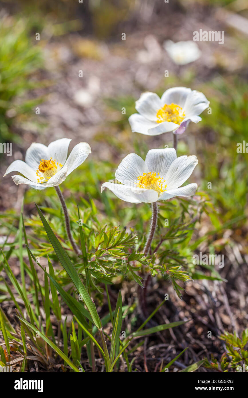 botany, narcissus-flowered anemone (anemone narcissiflora) in the Knuttental, Rein in Taufers, Reintal, South Tyrol, Italy, Additional-Rights-Clearance-Info-Not-Available Stock Photo