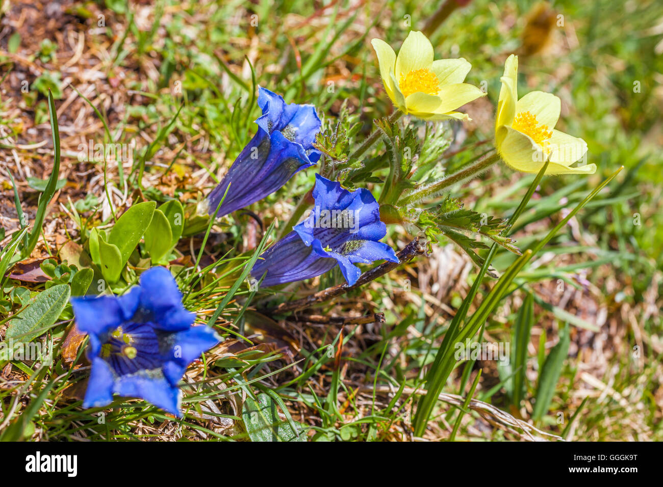 botany, acaulescent gentian (Gentiana acaulis) and narcissus-flowered anemone (anemone narcissiflora) on the Seiser mountain pasture, South Tyrol, Italy, Additional-Rights-Clearance-Info-Not-Available Stock Photo