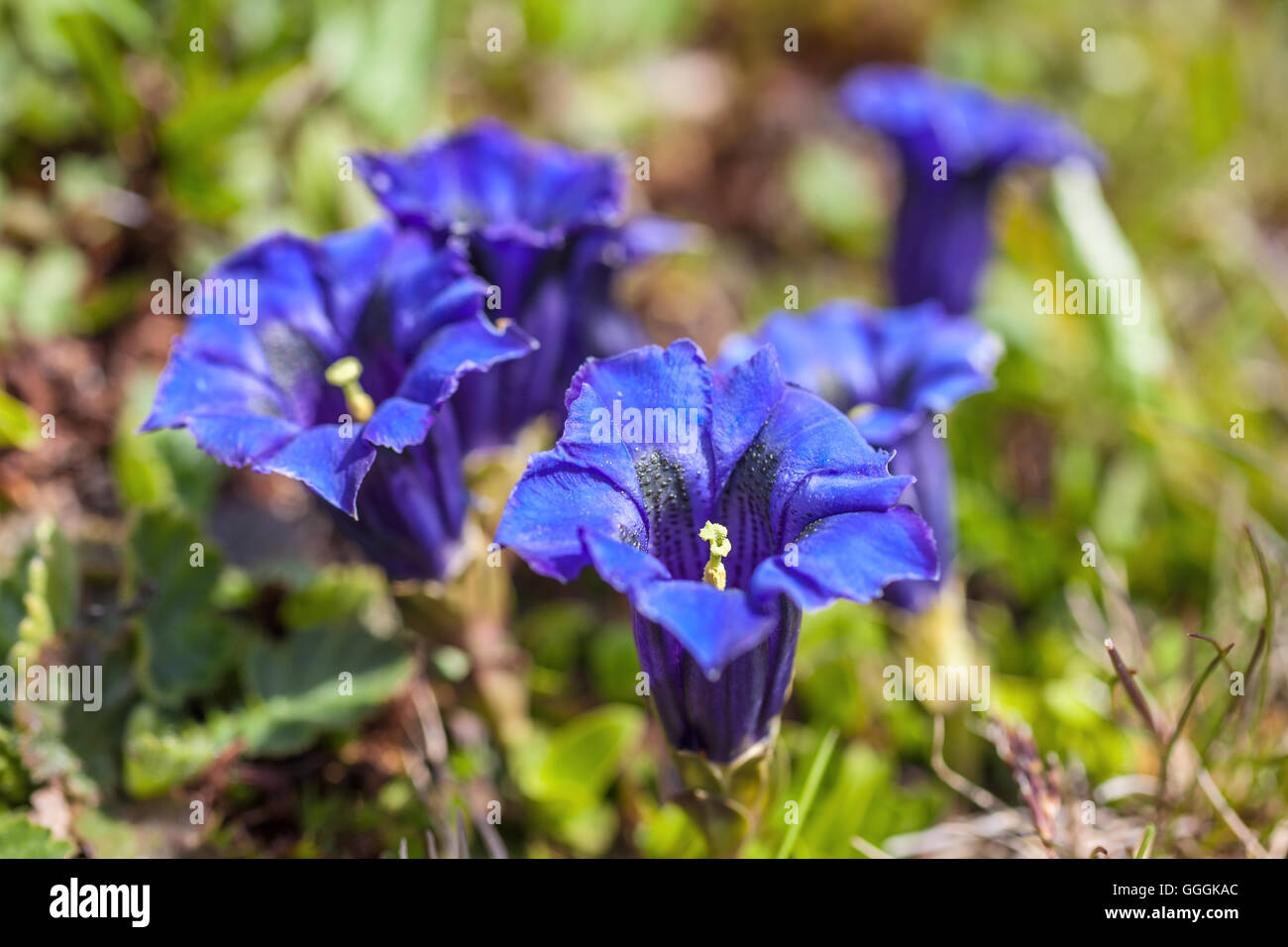 botany, acaulescent gentian on mountain meadow in the Reintal, Rein in Taufers, South Tyrol, Italy, Additional-Rights-Clearance-Info-Not-Available Stock Photo