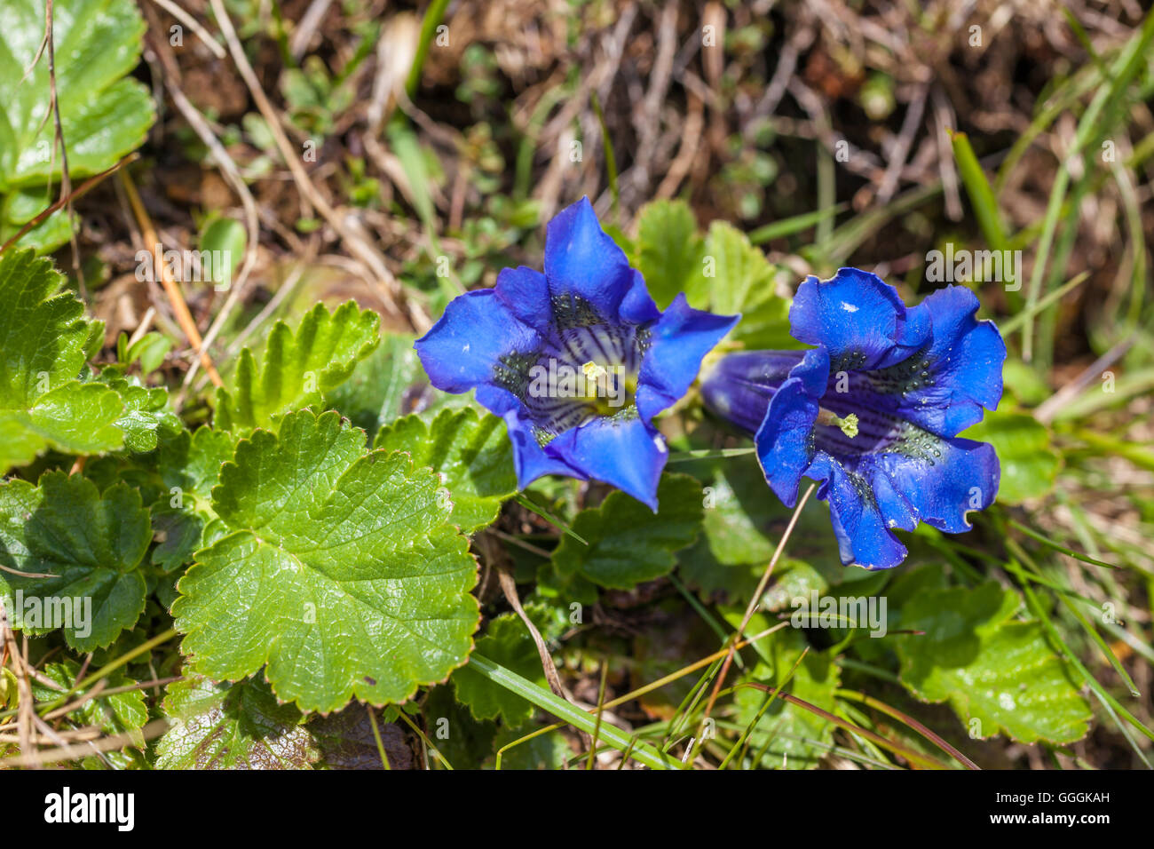 botany, acaulescent gentian on mountain meadow in the Reintal, Rein in Taufers, South Tyrol, Italy, Additional-Rights-Clearance-Info-Not-Available Stock Photo