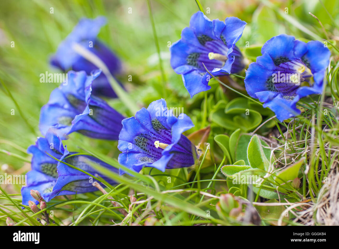 botany, acaulescent clusius (Gentiana clusii), in South Tyrol, Additional-Rights-Clearance-Info-Not-Available Stock Photo
