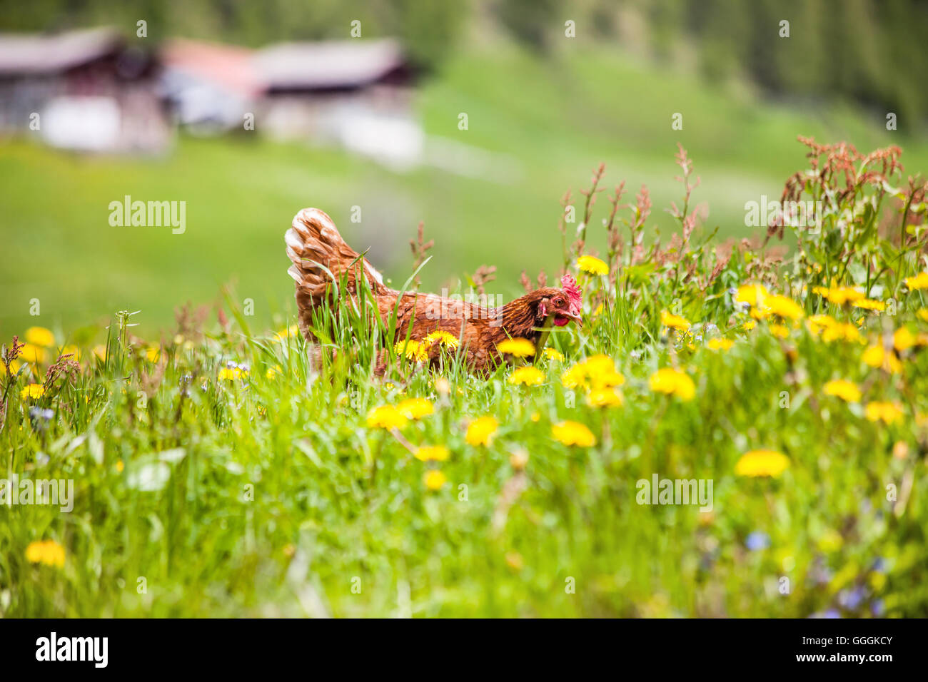 zoology, birds (Aves), chicken in a flower meadow on a mountain pasture in South Tyrol, Additional-Rights-Clearance-Info-Not-Available Stock Photo