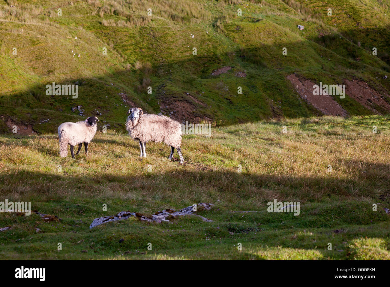 Swaledale sheep on the moors, North Yorkshire. Stock Photo
