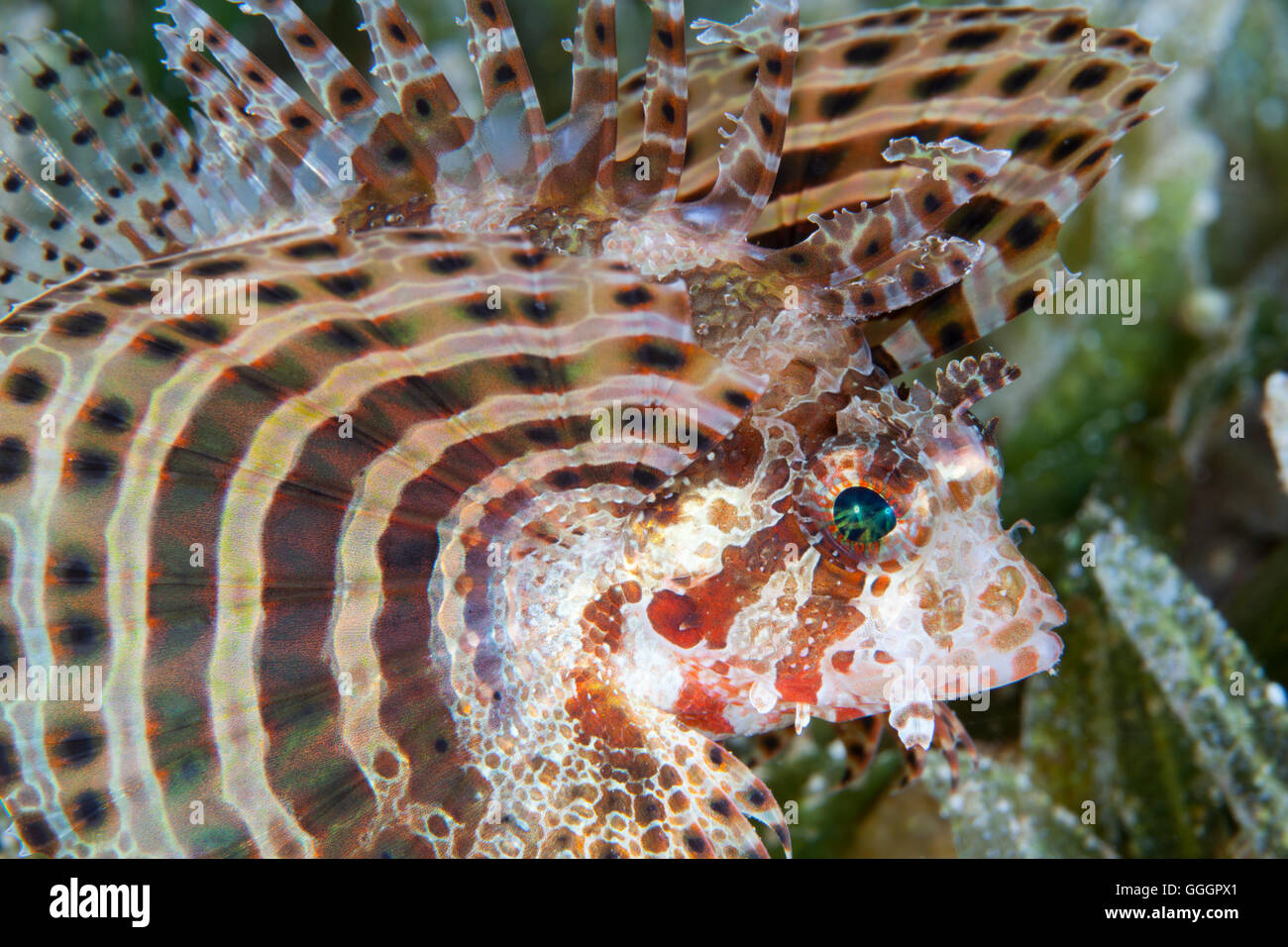 Shortfin Dwarf Lionfish Dendrochirus Brachypterus Stock Photo