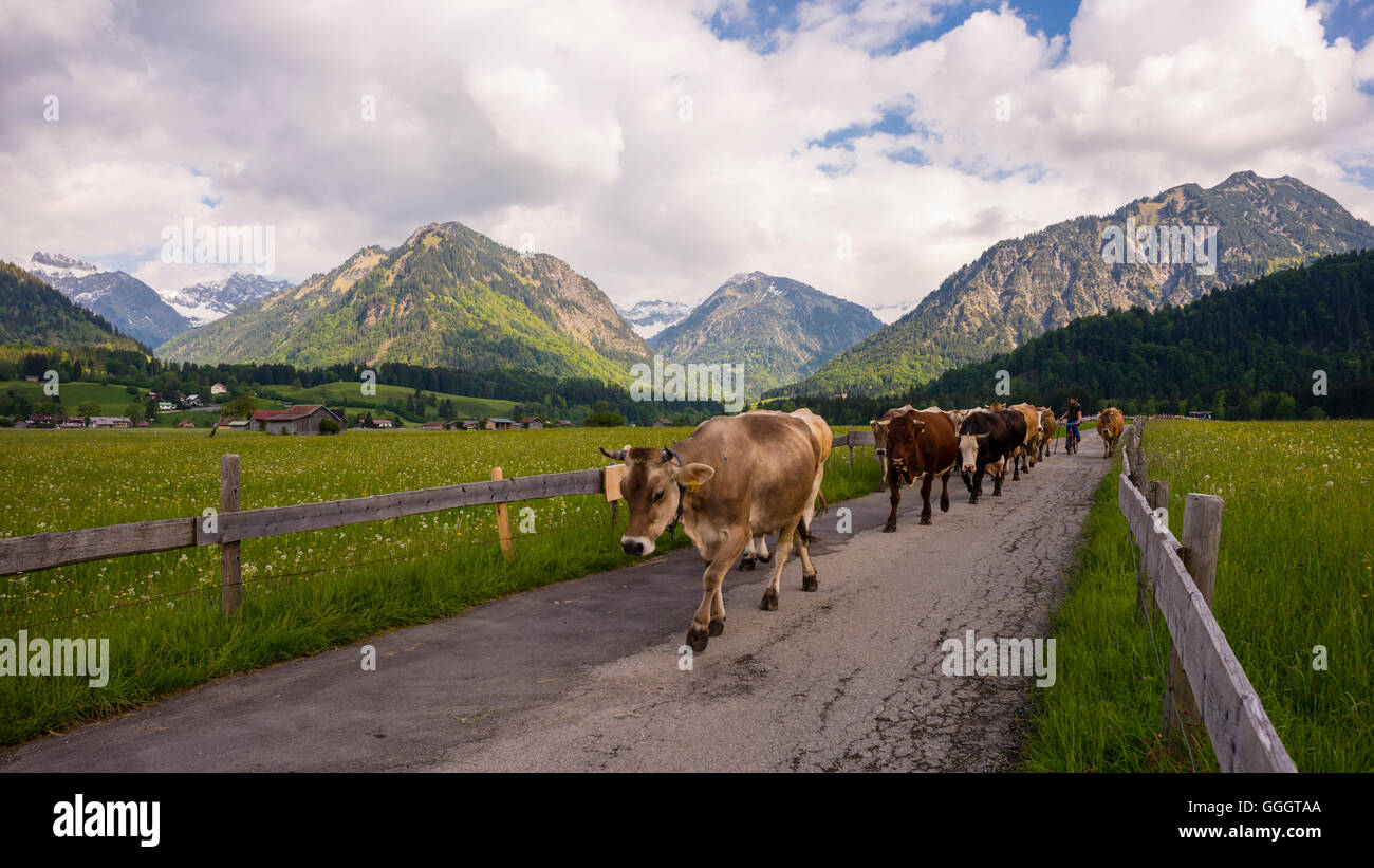 geography / travel, Germany, Bavaria, cows are running from the willow in the stable in the evening, tto Wiesenmeadow, near Oberstdorf, Allgaeu, Freedom-Of-Panorama Stock Photo