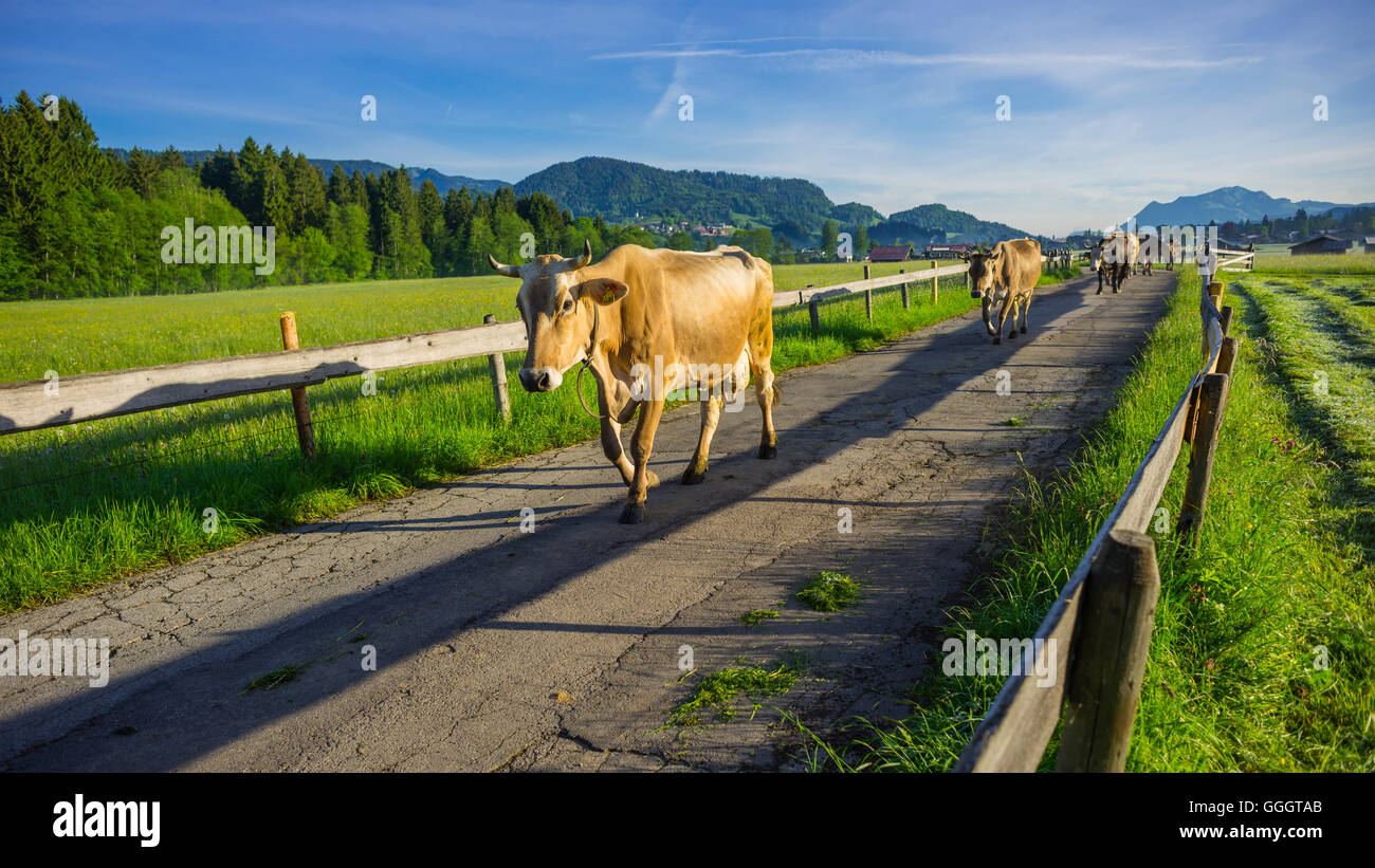 geography / travel, Germany, Bavaria, cows running from the stable on the willow in the morning, tto Wiesen, near Oberstdorf, Allgaeu, Freedom-Of-Panorama Stock Photo
