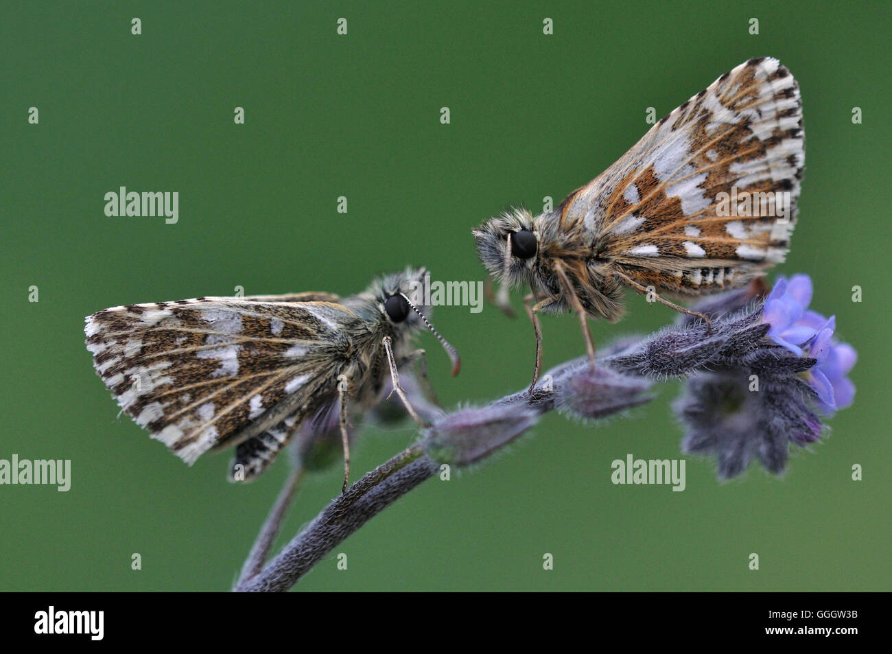 Two grizzled skippers at rest UK Stock Photo