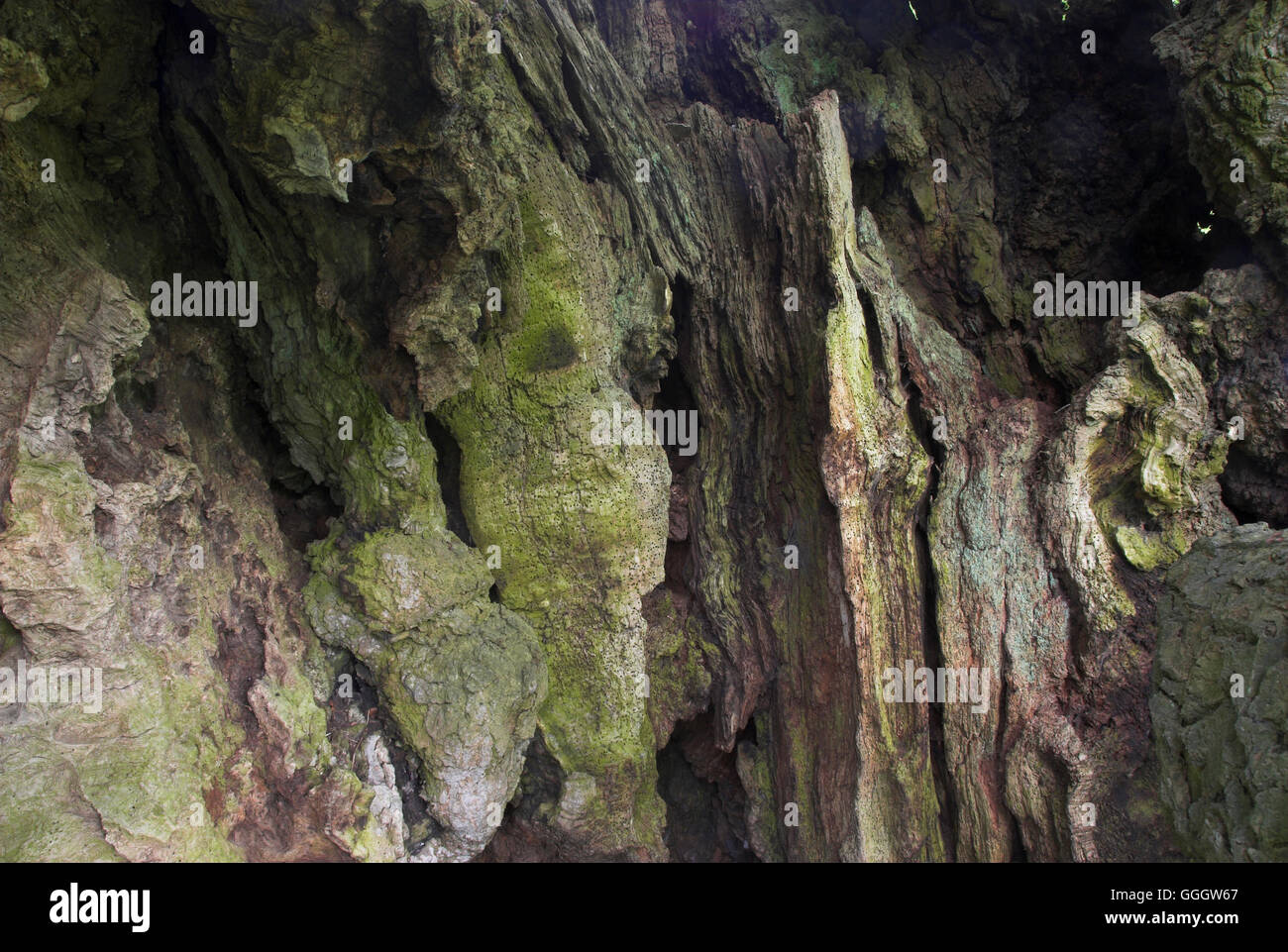 Hollow oak tree hires stock photography and images Alamy