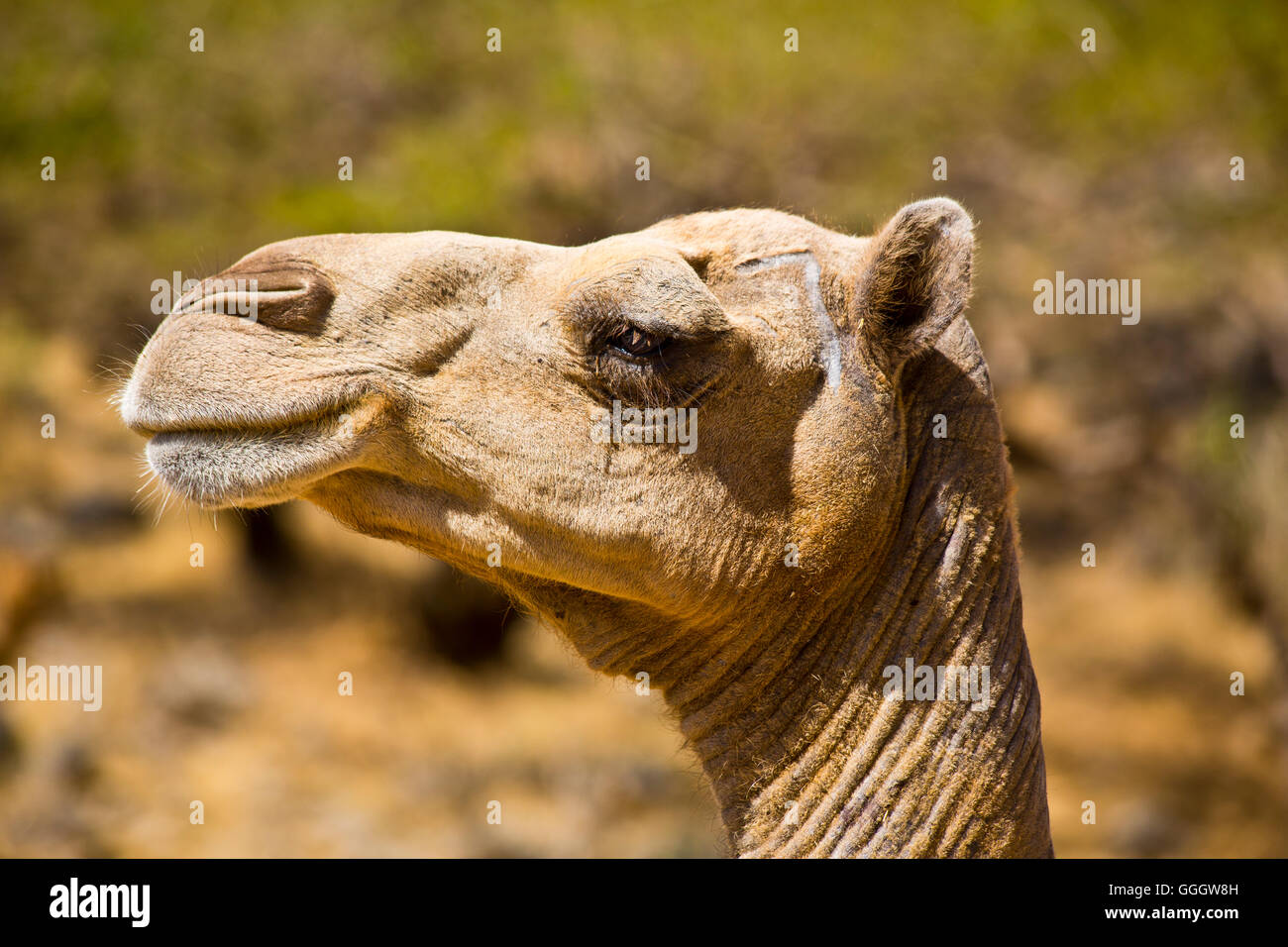zoology, mammal (mammalia), Oman, Sultanate of Oman, Salalah, wadi Darbat, Dhofar, Additional-Rights-Clearance-Info-Not-Available Stock Photo