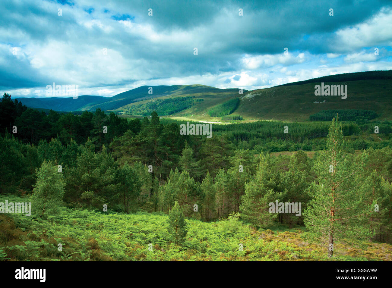 Carn Dearg Mor and Glen Feshie, Cairngorm National Park Stock Photo