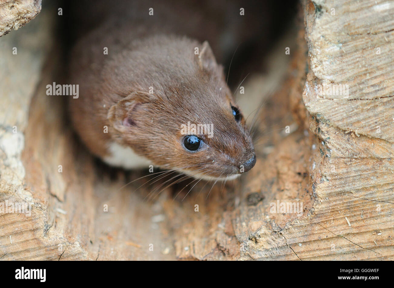 Weasel looking out of hole UK Stock Photo