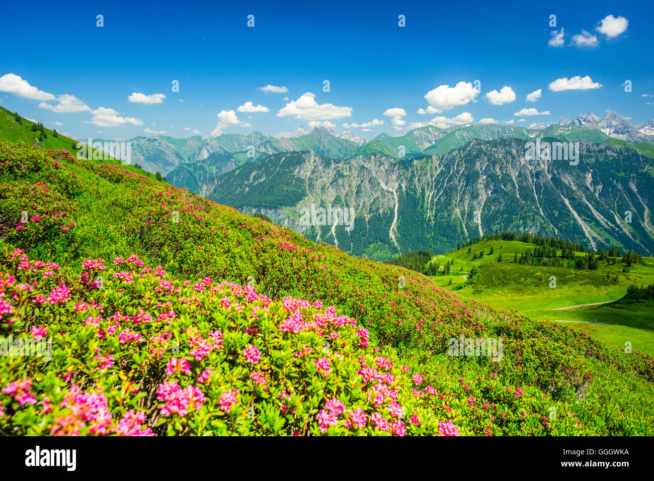 geography / travel, Germany, Bavaria, alpine rose blossom, panorama from the Fellhorn (peak), behind it the Allgaeu Alps, Allgaeu, Freedom-Of-Panorama Stock Photo