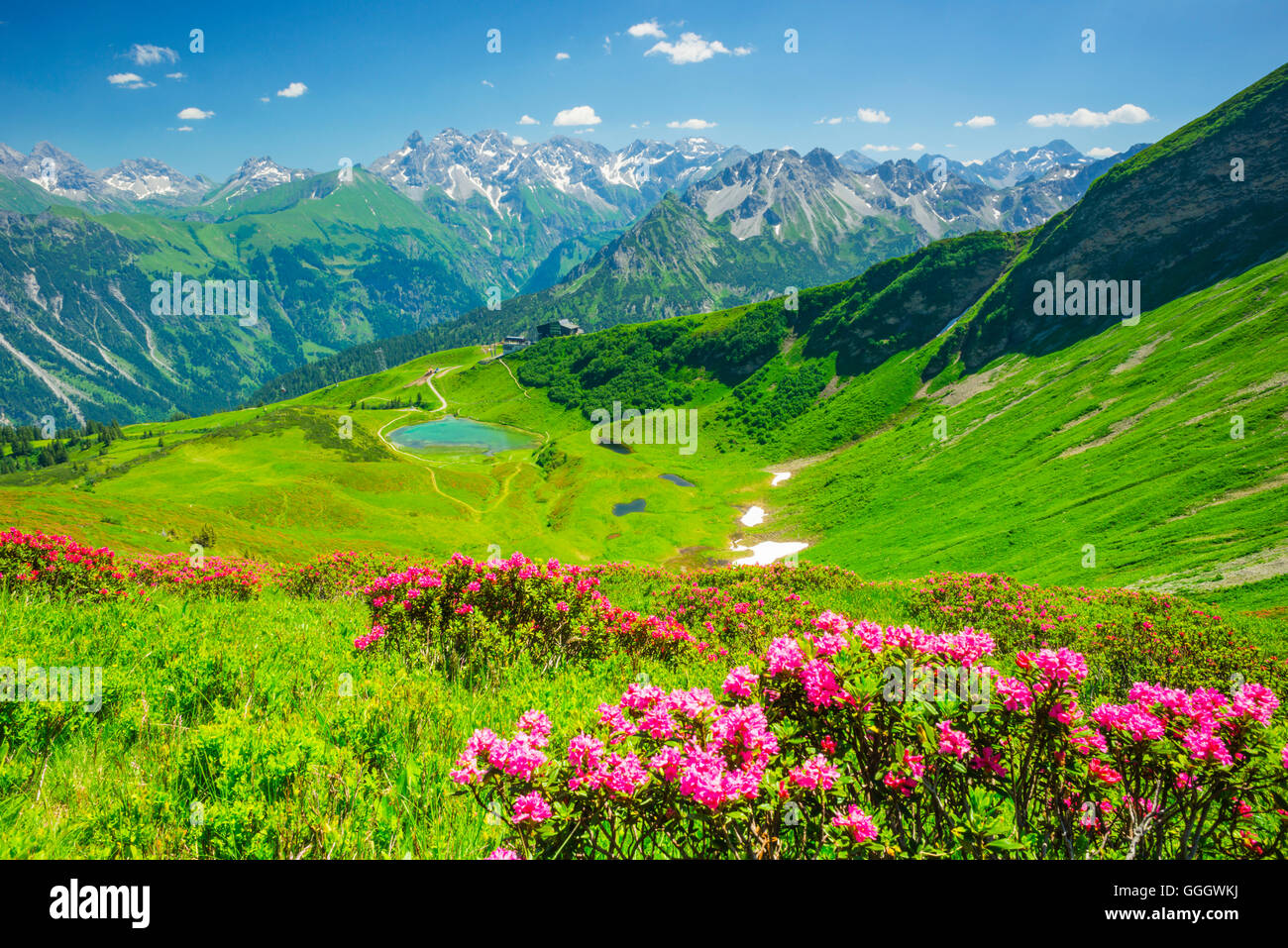 geography / travel, Germany, Bavaria, alpine rose blossom, panorama from the Fellhorn (peak) across the Schlappoltsee and summit station Fellhorn cableway to the central office main crest of the Allgaeu Alps, Allgaeu, Freedom-Of-Panorama Stock Photo
