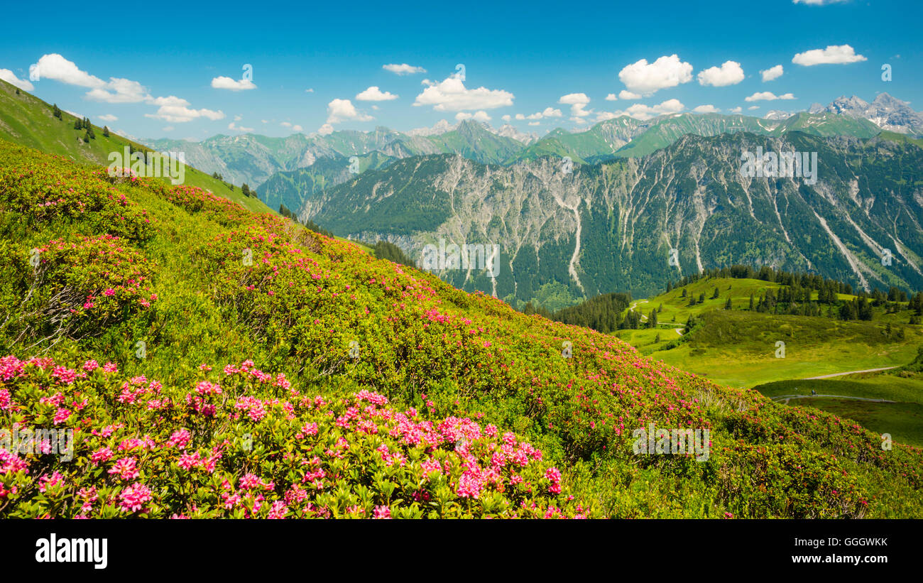 geography / travel, Germany, Bavaria, alpine rose blossom, panorama from the Fellhorn (peak), behind it the Allgaeu Alps, Allgaeu, Freedom-Of-Panorama Stock Photo