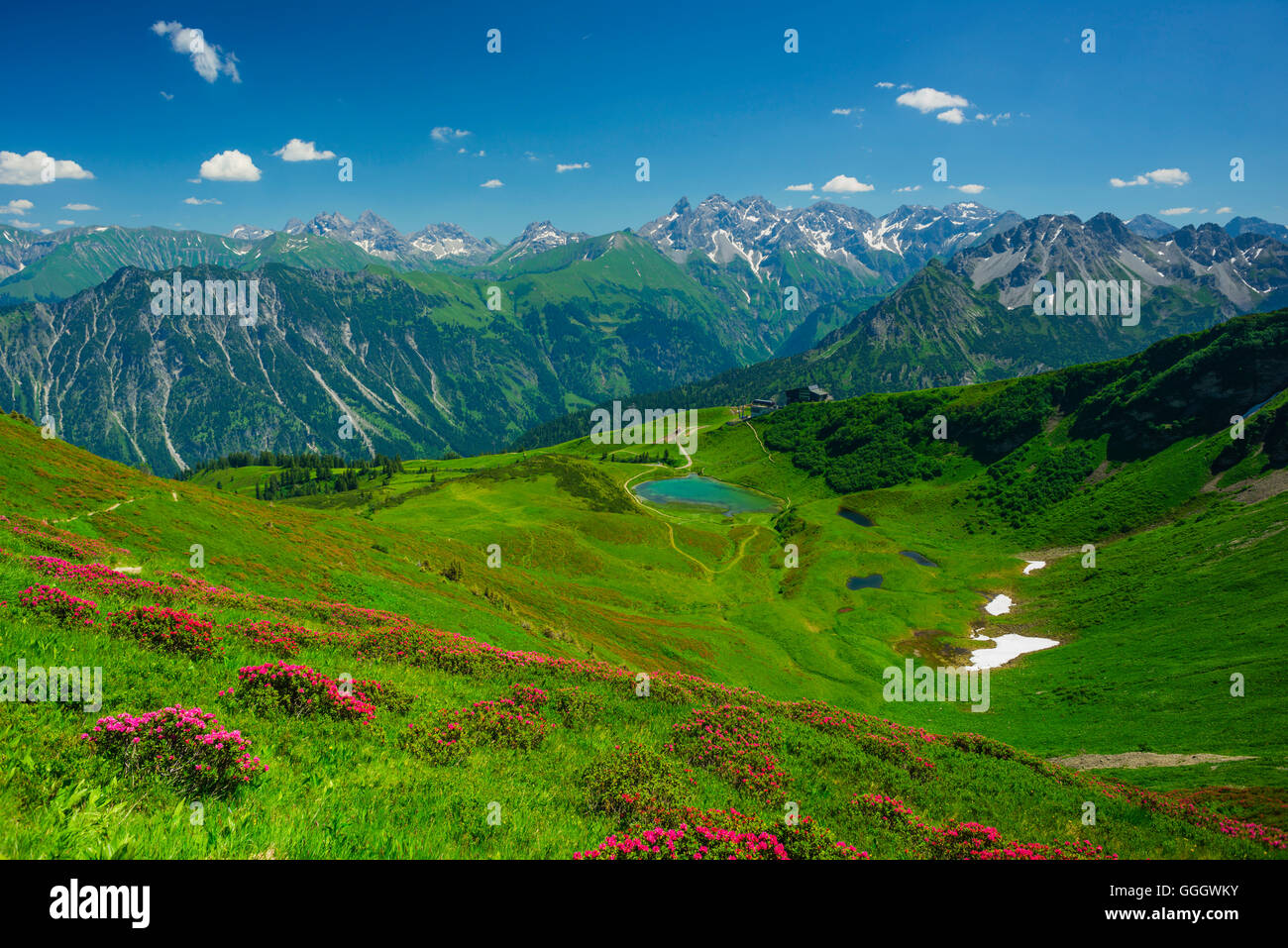 geography / travel, Germany, Bavaria, alpine rose blossom, panorama from the Fellhorn (peak) across the Schlappoltsee and summit station Fellhorn cableway to the central office main crest of the Allgaeu Alps, Allgaeu, Freedom-Of-Panorama Stock Photo