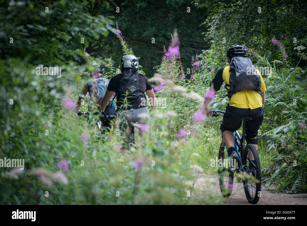 Cycling at Hamsterley Forest, County Durham Stock Photo
