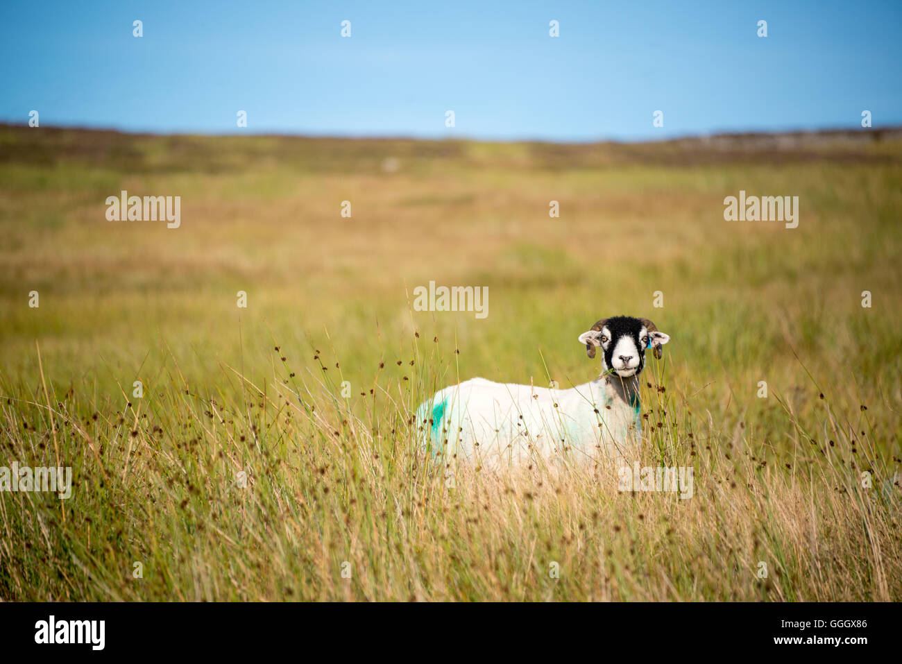 Swaledale sheep in Weardale, Co. Durham Stock Photo