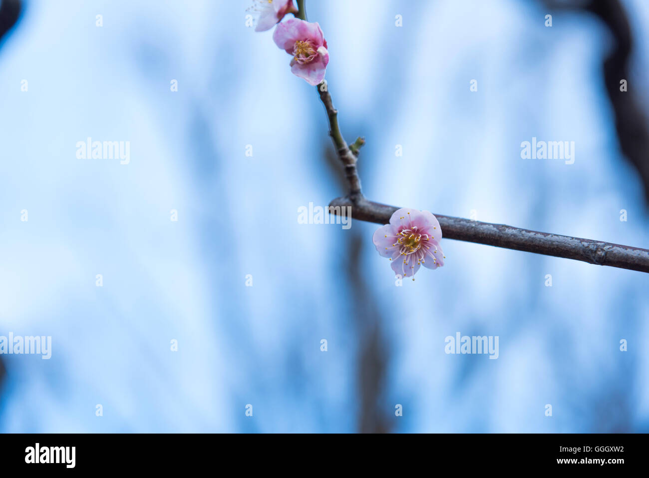 Ume Festival Hanegi Park Setagaya Ku Tokyo Japan Stock Photo Alamy ume-festival-hanegi-park-setagaya-ku-tokyo-japan-stock-photo-alamy