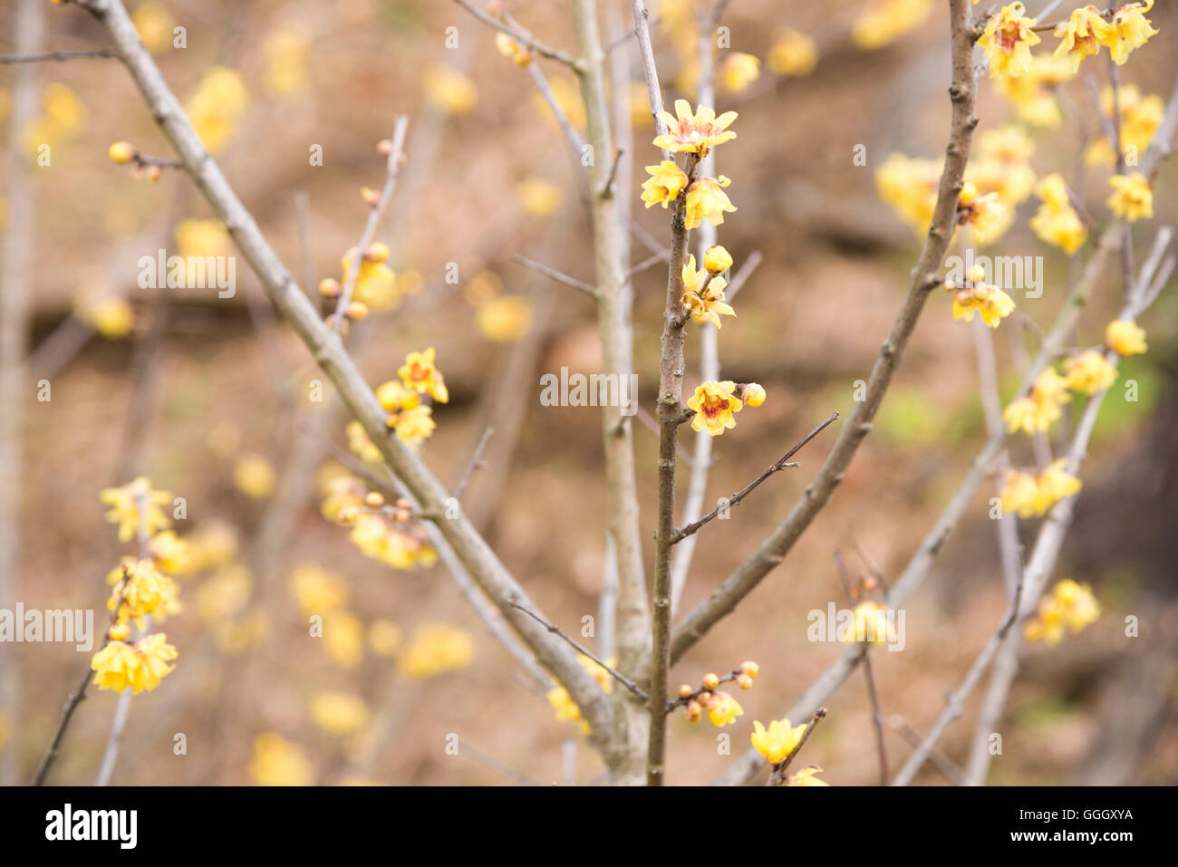 Ume Festival Hanegi Park Setagaya Ku Tokyo Japan Stock Photo Alamy ume-festival-hanegi-park-setagaya-ku-tokyo-japan-stock-photo-alamy
