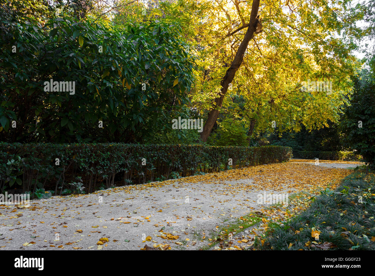 Autumn landscape with road and beautiful colored trees Stock Photo - Alamy
