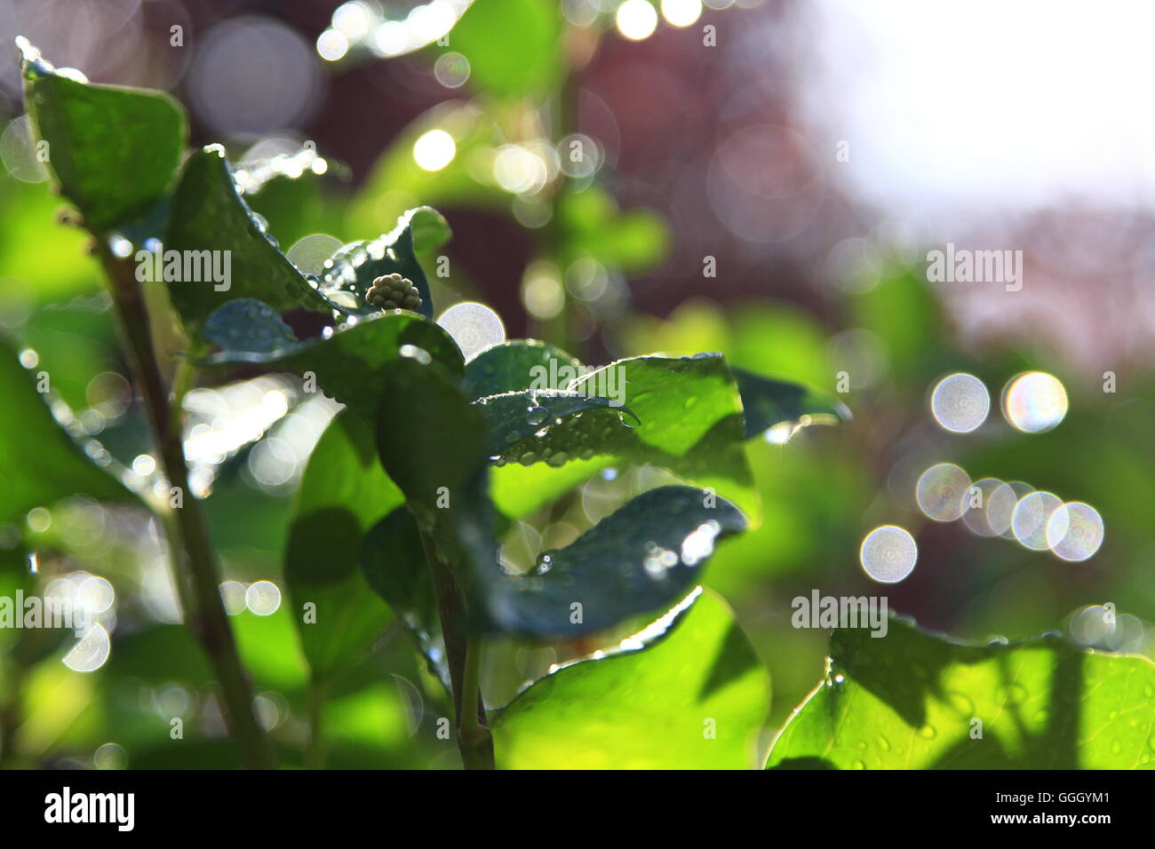 Green ivy leaves with water drops after rain Stock Photo