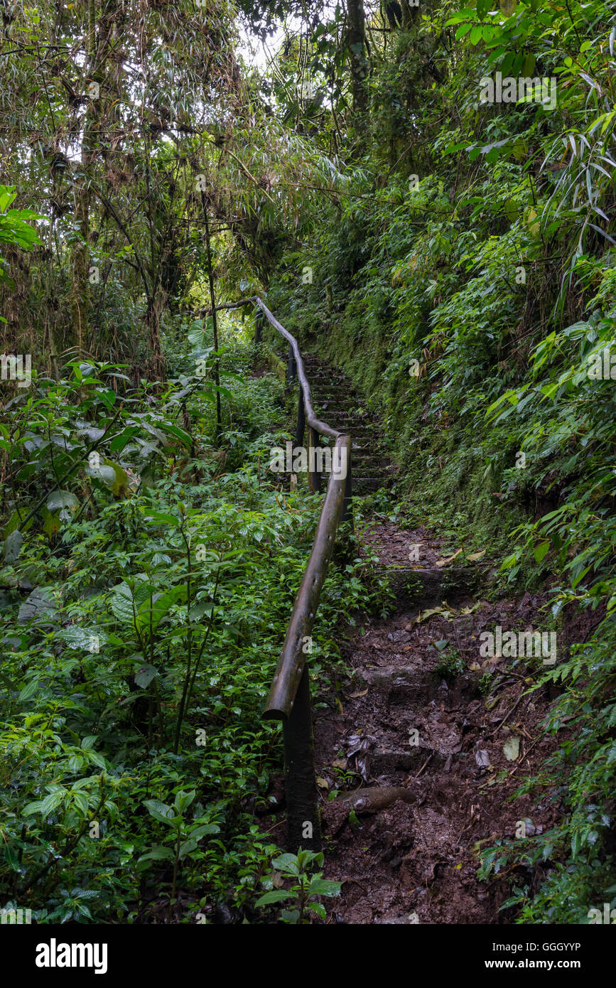 Muddy trail in the tropical cloud forest of Andes. Ecuador, South ...