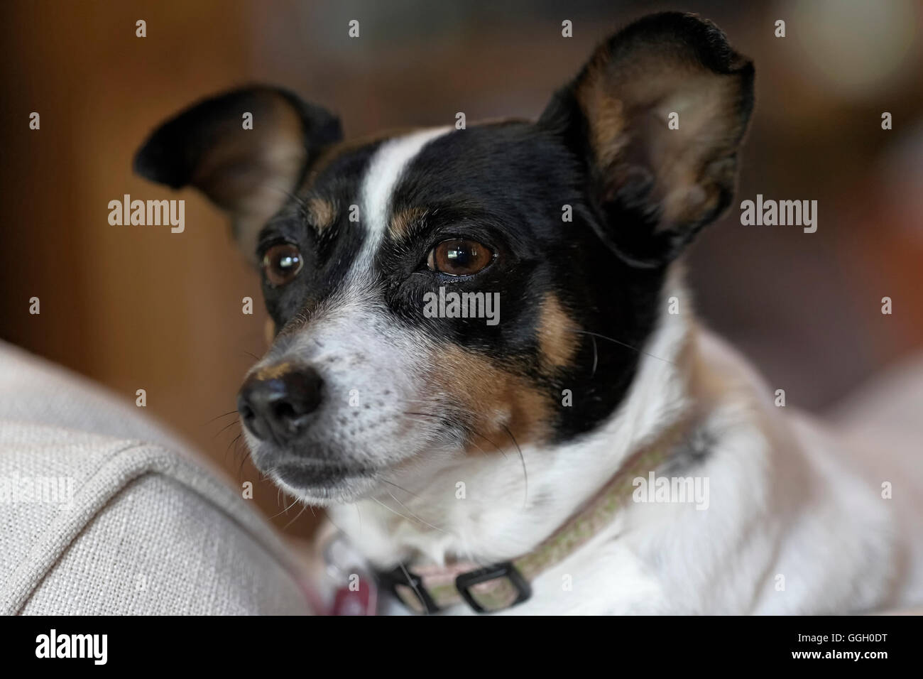 Rat Terrier dog on sofa looking out window. Black and white dog Stock Photo Alamy