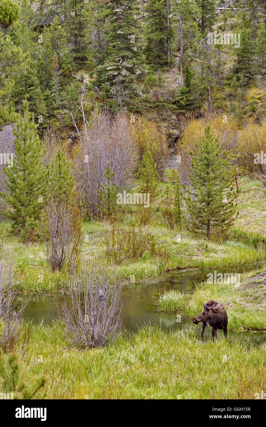 Moose stands in marshy stream along Middle Creek of Shoshone National Forest in Wyoming, USA. Stock Photo